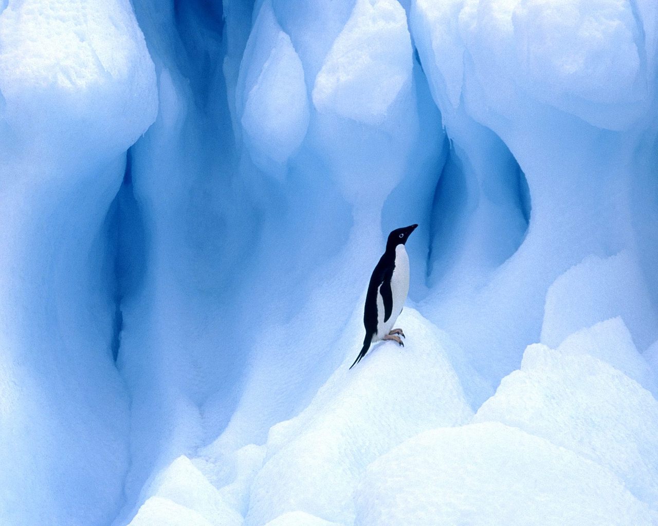 1920 x 1080 picture penguin, animal