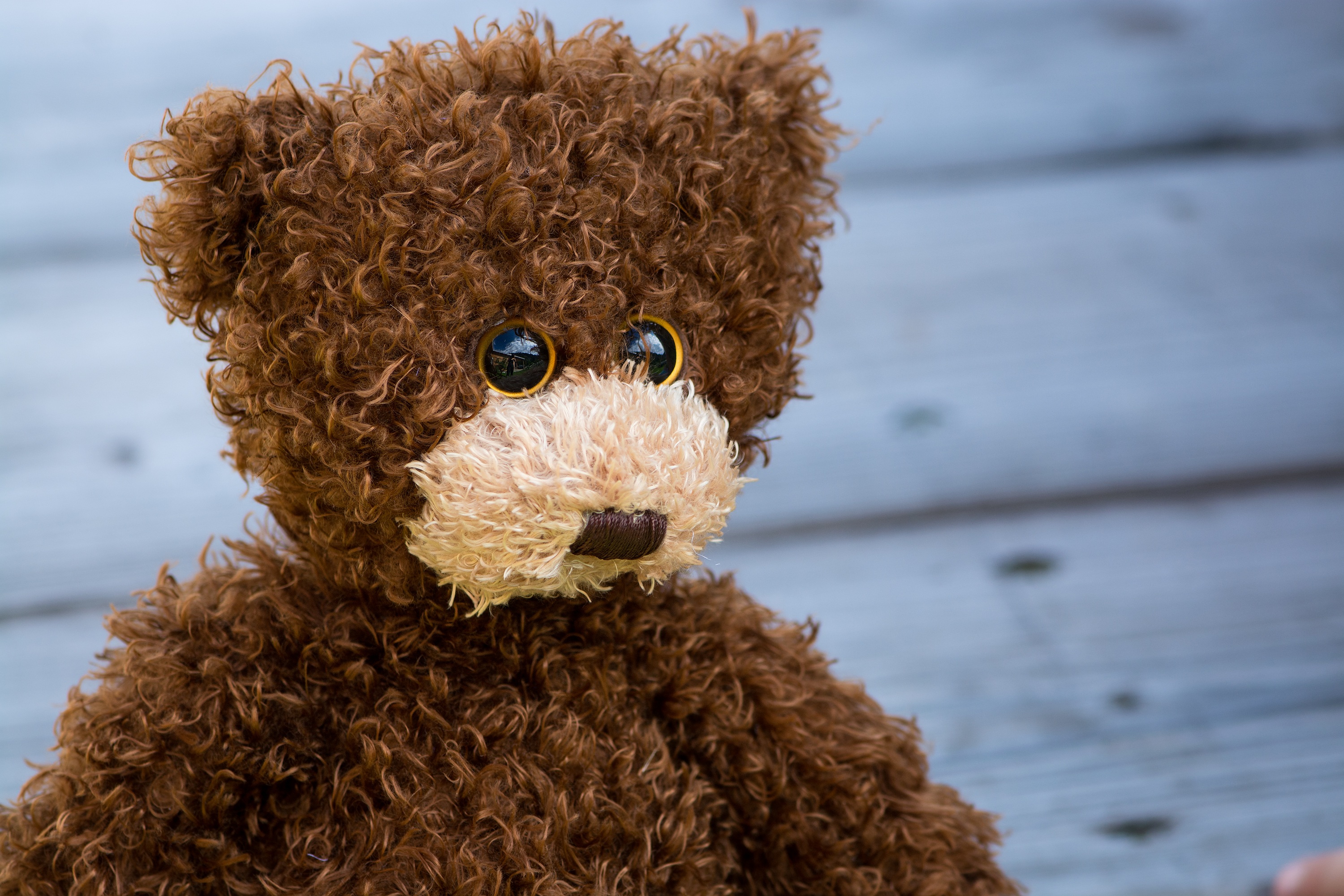 teddy bear, miscellanea, miscellaneous, toy, curly High Definition image