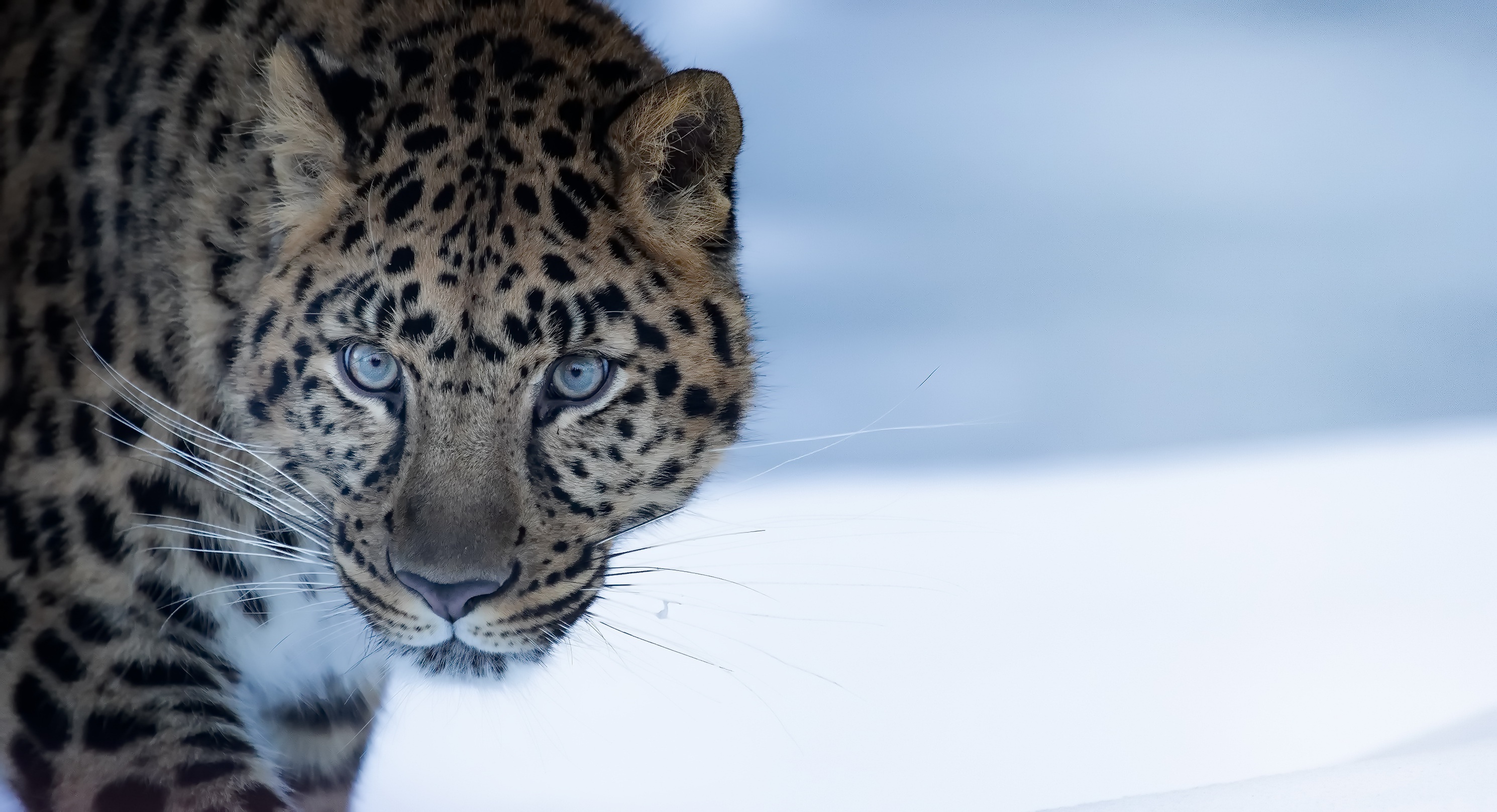 474640 baixar papel de parede animais, leopardo, leopardo de amur, gatos - protetores de tela e imagens gratuitamente