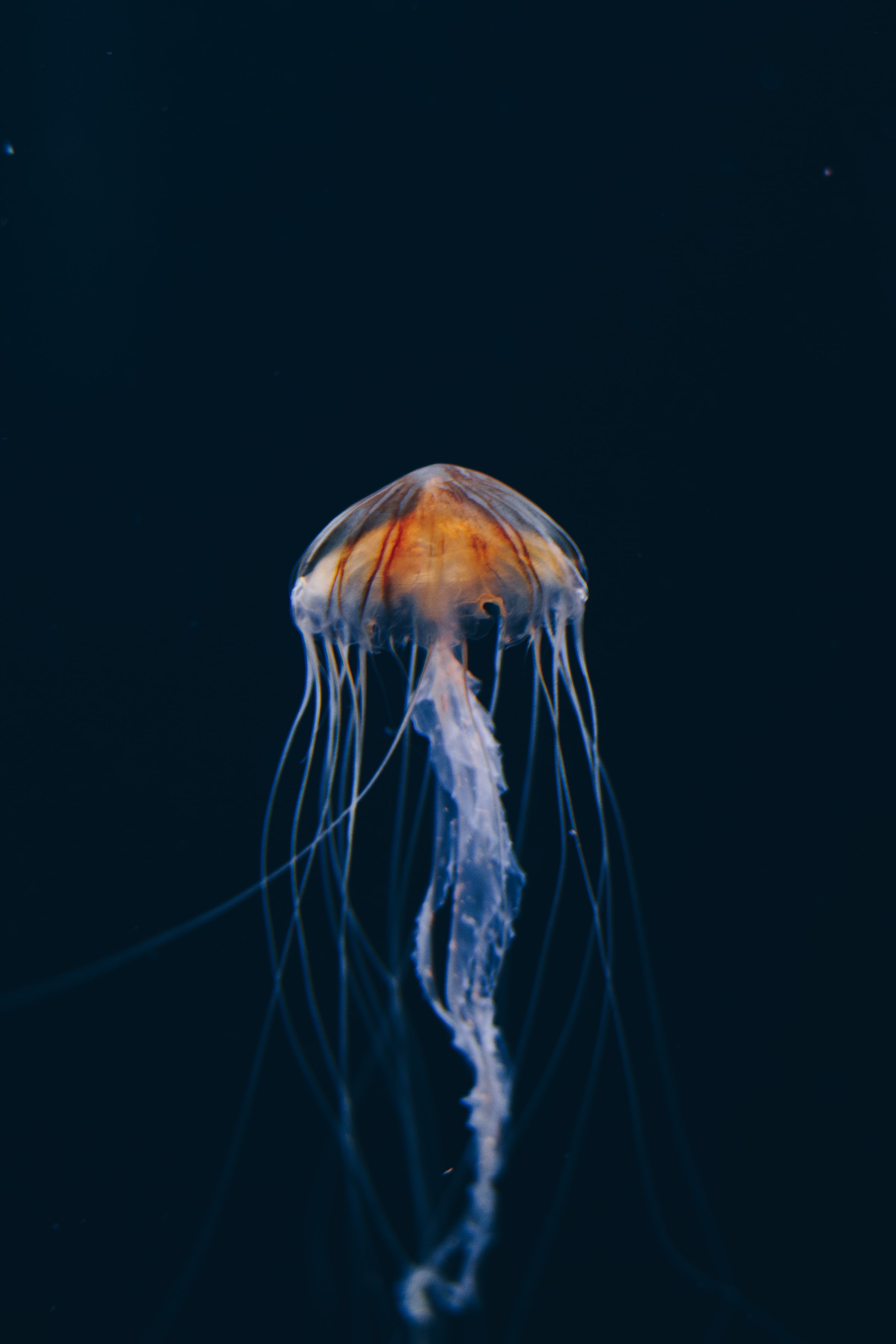 jellyfish, nature, water, dark, beautiful, underwater world Phone Background