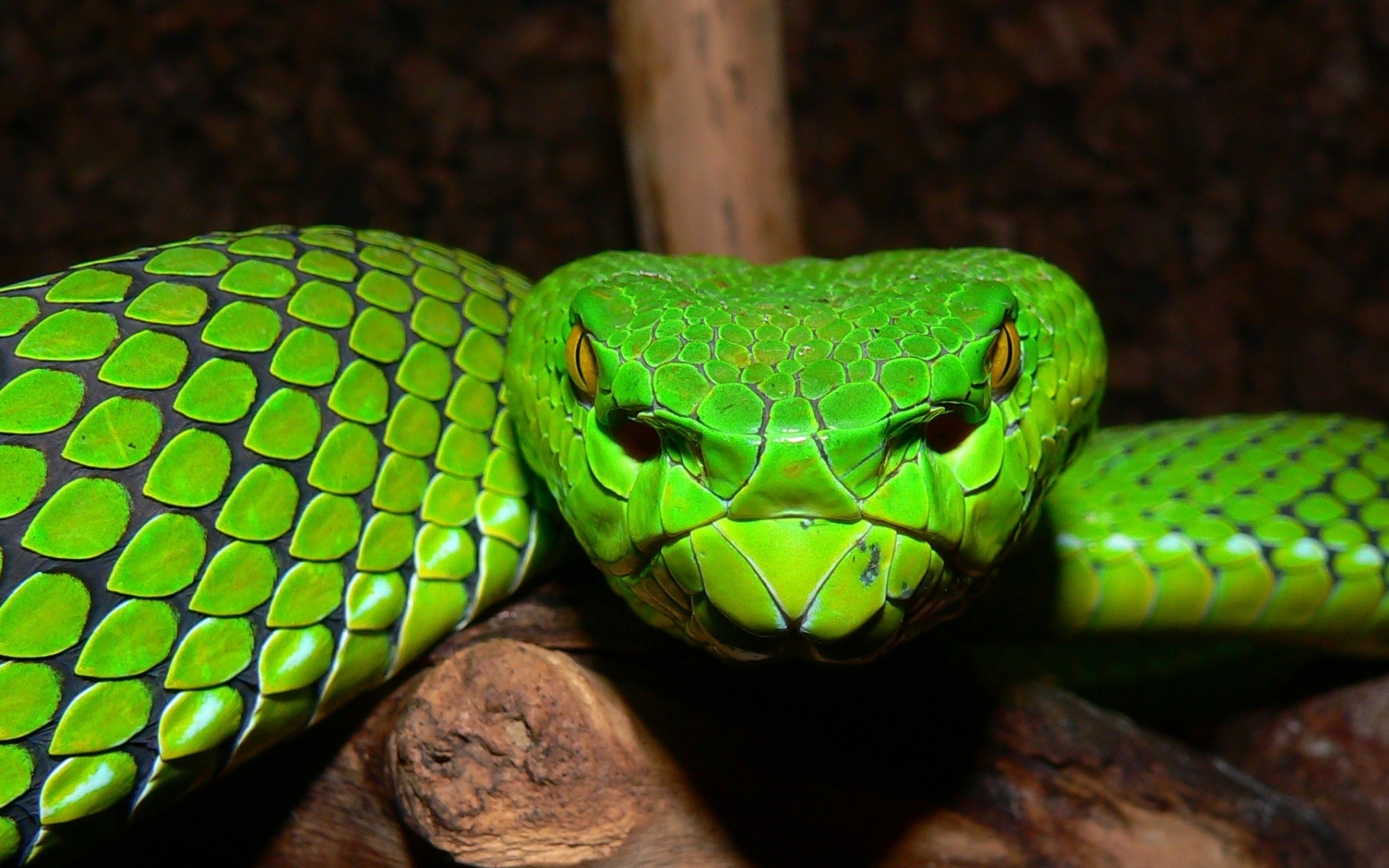474863 descargar fondo de pantalla animales, víbora, serpiente, reptiles: protectores de pantalla e imágenes gratis