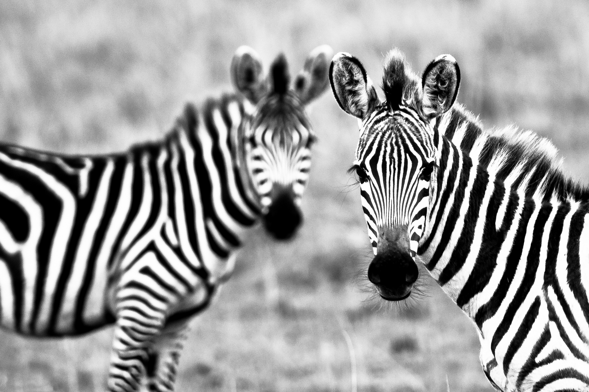 198915 baixar imagens animais, zebra - papéis de parede e protetores de tela gratuitamente