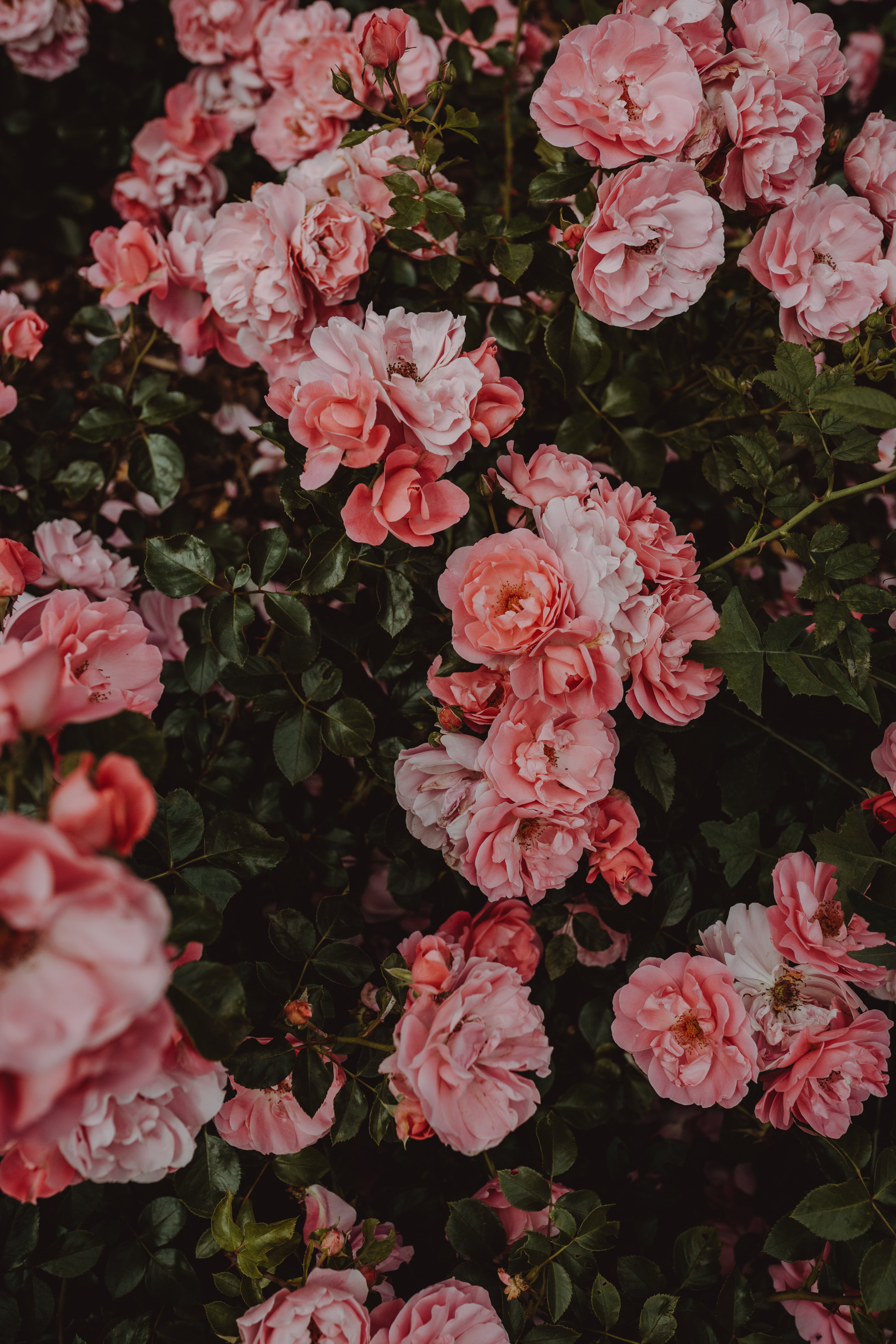 112776 baixar imagens flores, rosas, florescer, floração, arbusto - papéis de parede e protetores de tela gratuitamente