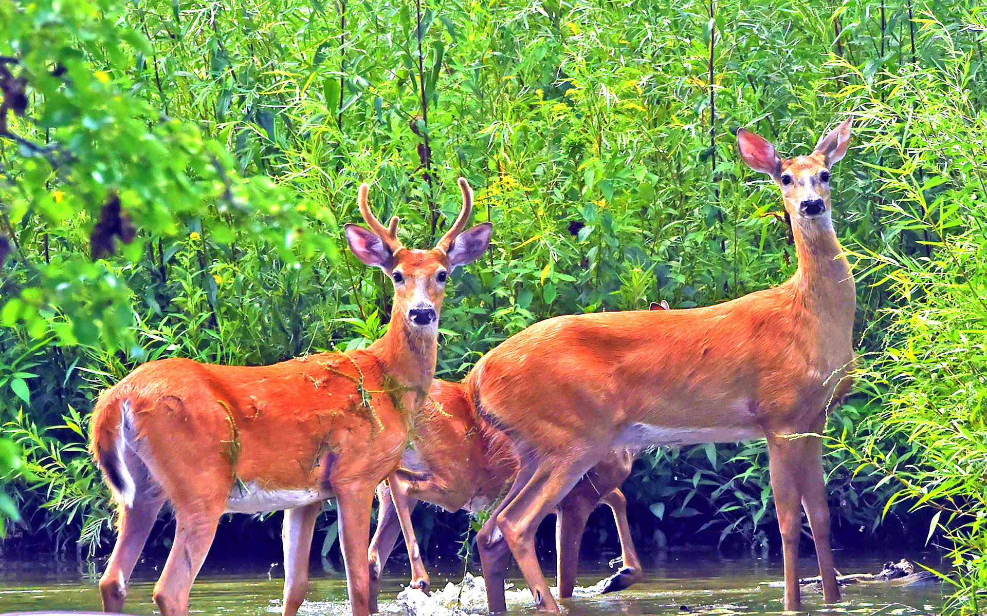 animal, deer, buck, forest