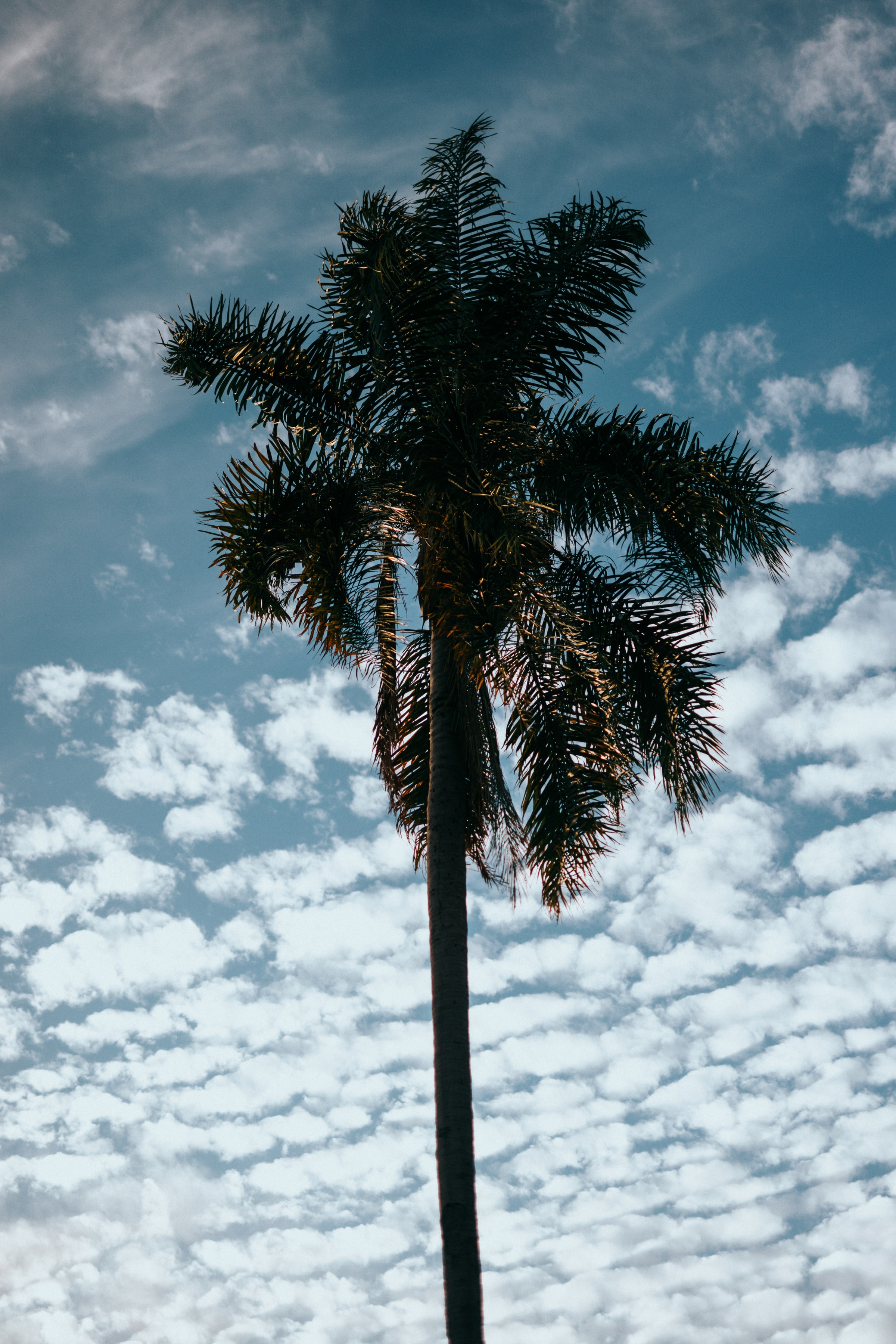 122961 Hintergrundbild herunterladen natur, sky, clouds, holz, baum, palme, palm, tropen - Bildschirmschoner und Bilder kostenlos