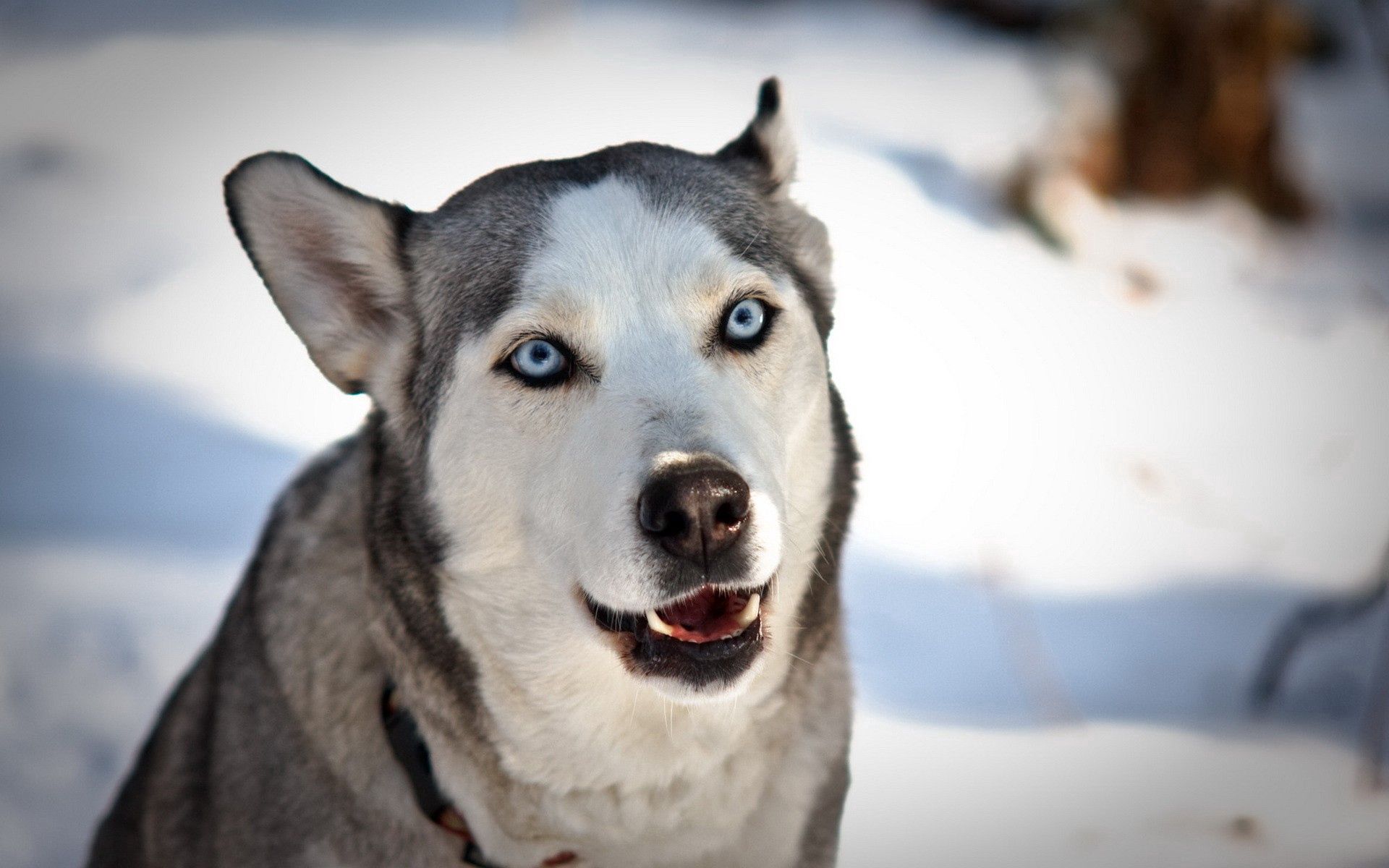 animals, snow, dog, muzzle, husky, haska, blue eyed
