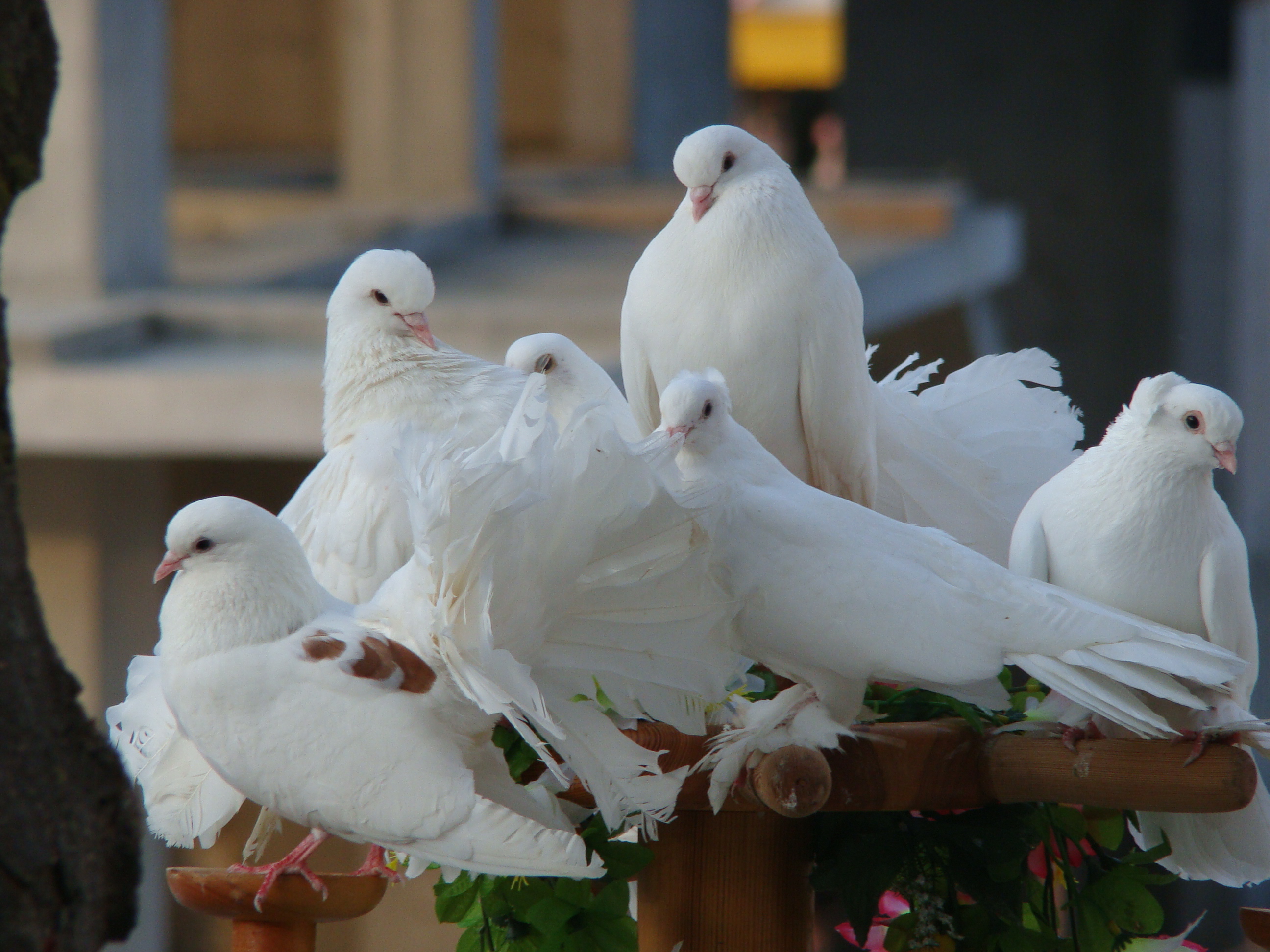 165957 descargar imagen animales, paloma, ave, paloma blanca, aves: fondos de pantalla y protectores de pantalla gratis