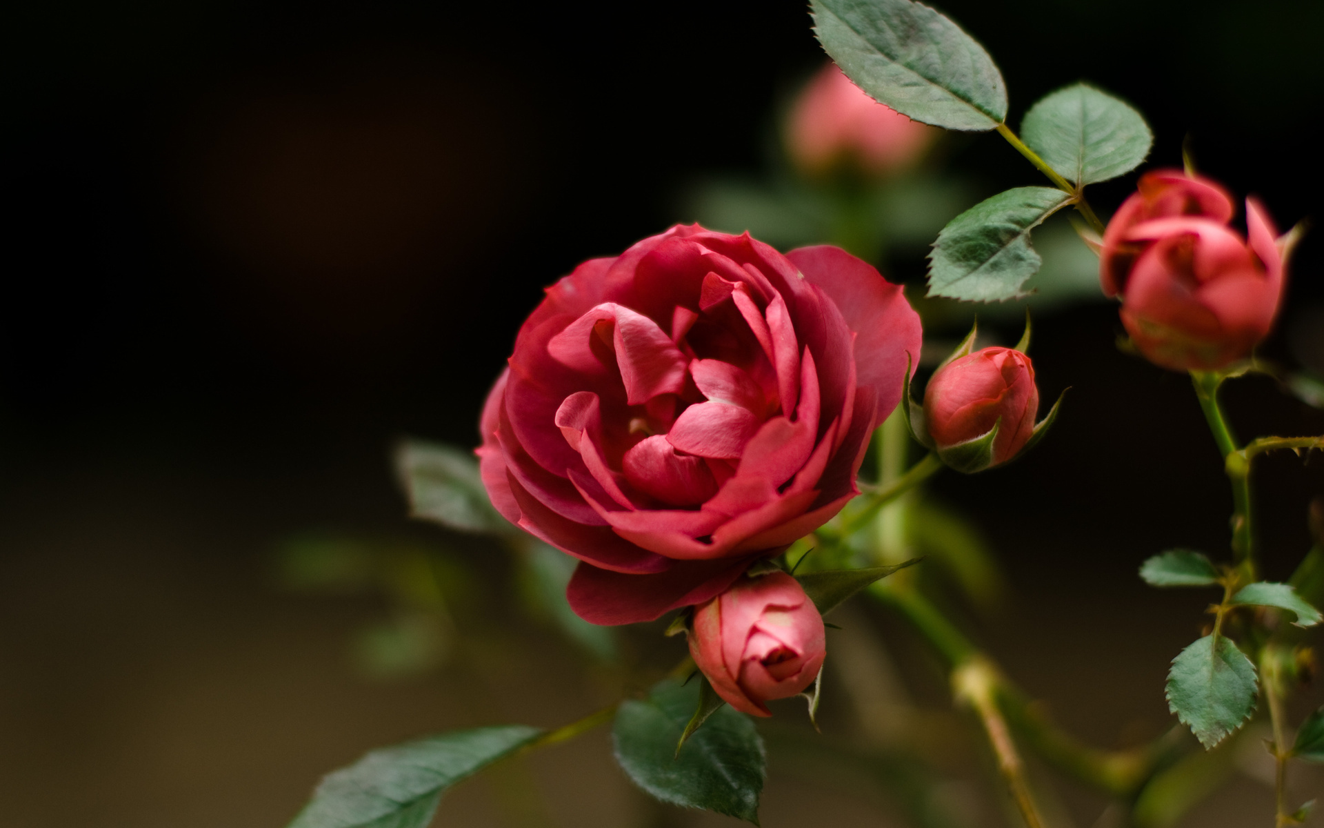 розы фотографии розы красных цветы вблизи 1280×