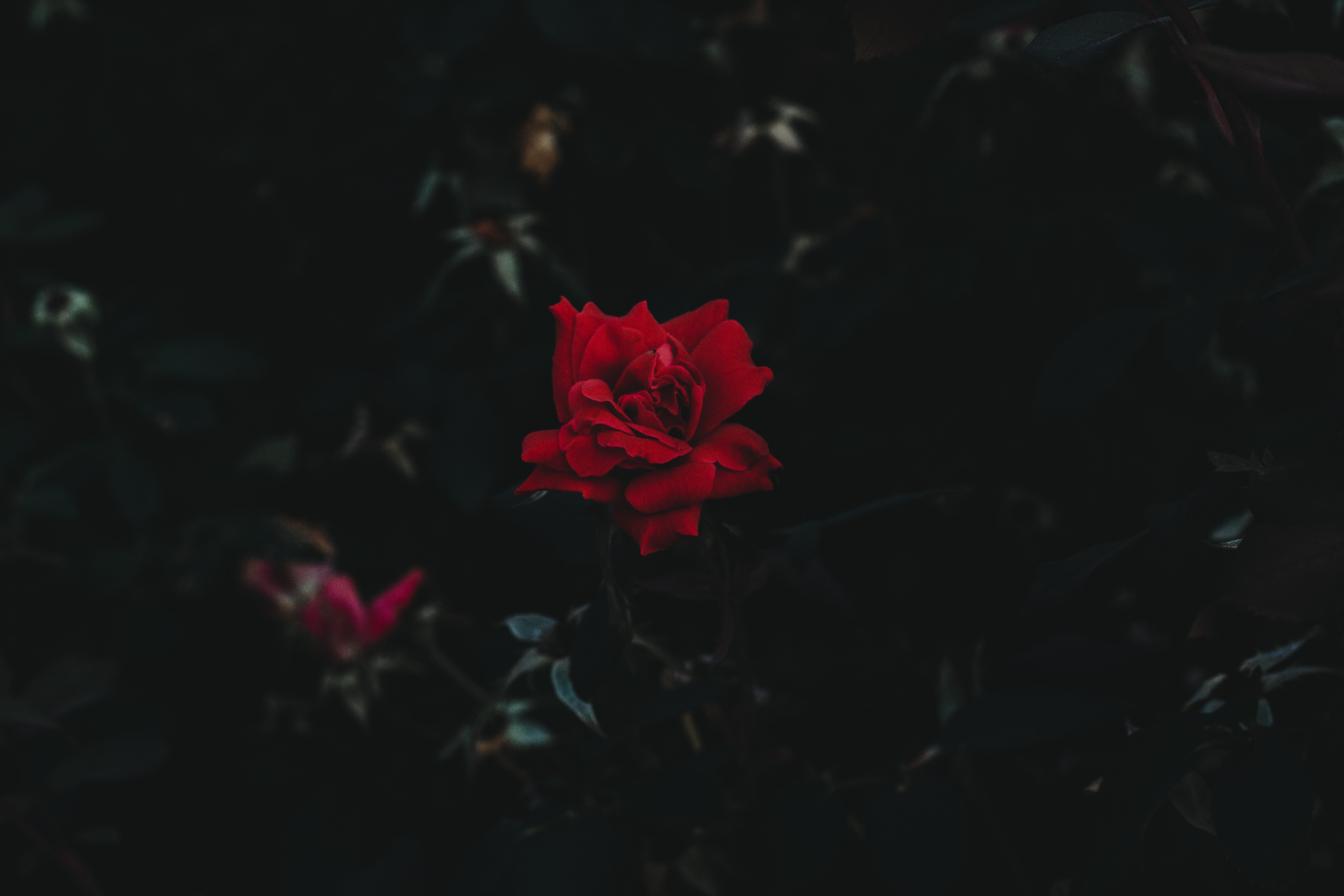 Download mobile wallpaper Bud, Rose, Rose Flower, Flower, Dark, Dark Background for free.