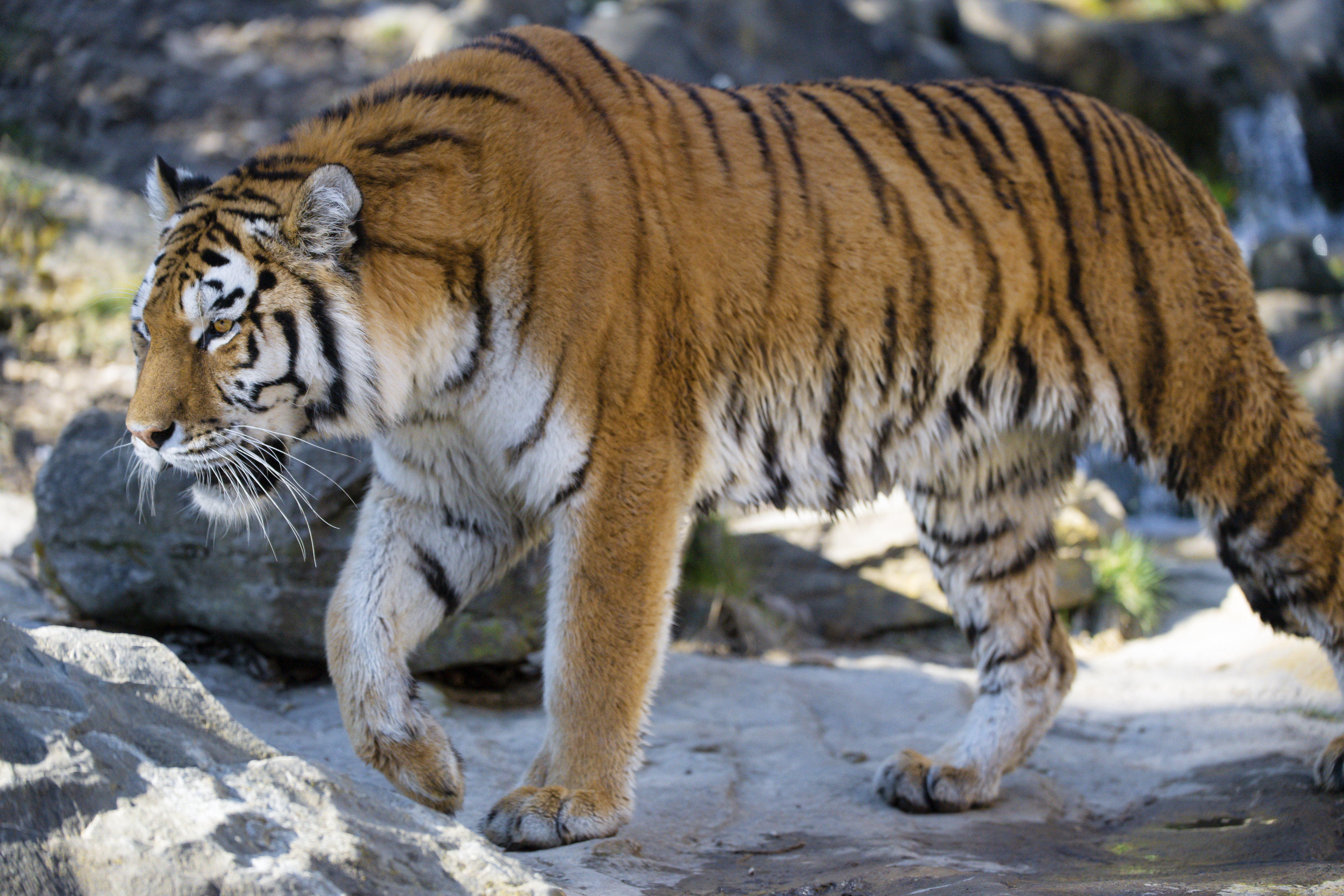 Windows Backgrounds opinion, animals, predator, big cat, sight, tiger, profile