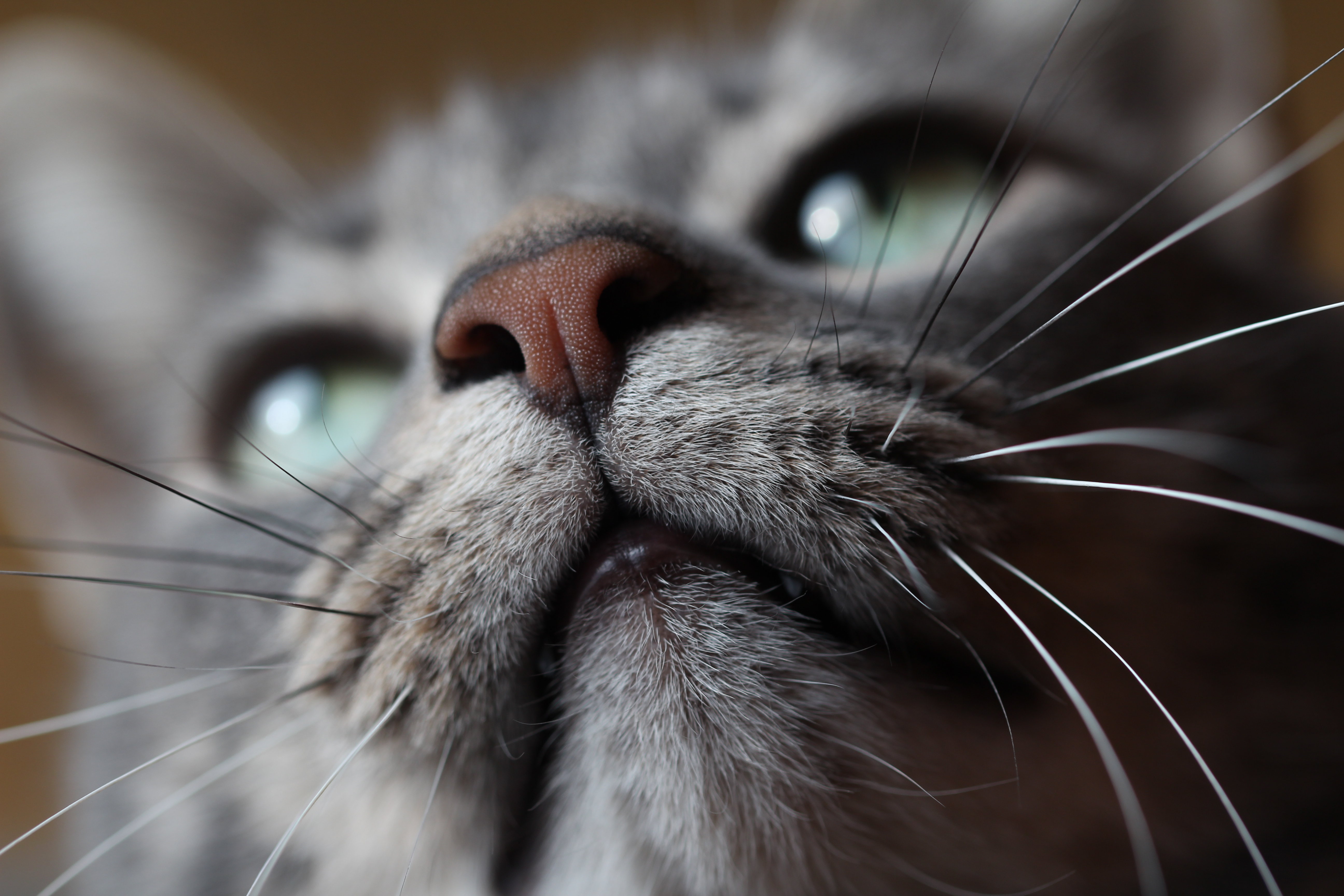 Laden Sie das Schnauze, Schnurrbart, Nase, Tiere, Der Kater, Katze-Bild kostenlos auf Ihren PC-Desktop herunter