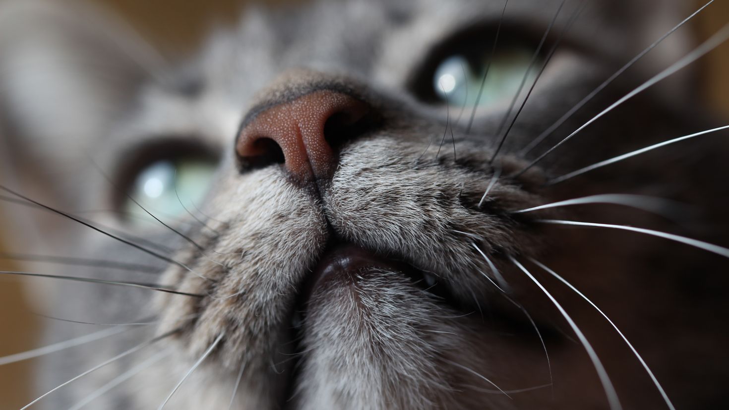 Кошка нос и рот. Усы кота. Морда кота. Вибриссы у кошек. Кошка крупным планом.