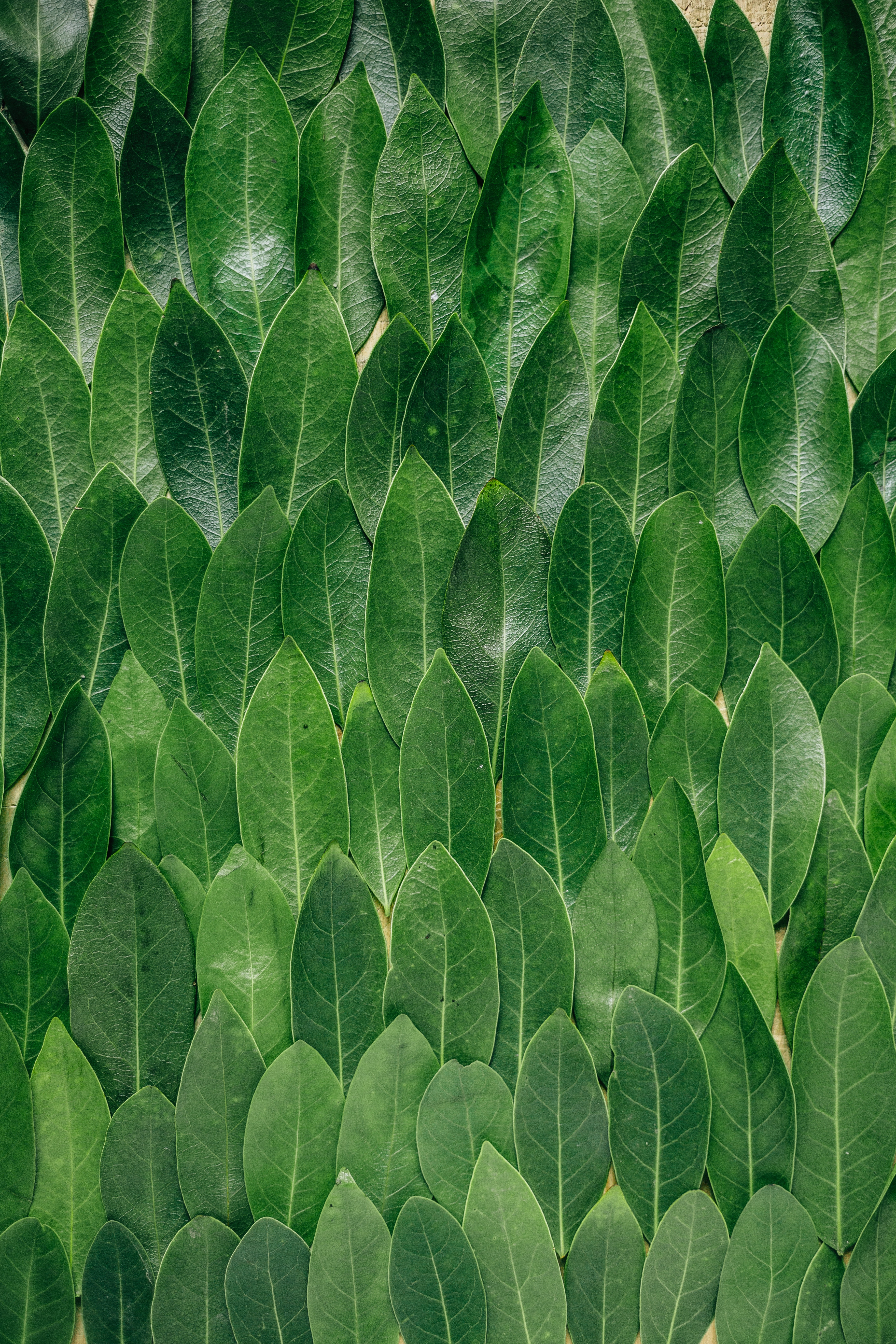 130556 baixar imagens natureza, folhas, verde, louro, loureiro - papéis de parede e protetores de tela gratuitamente