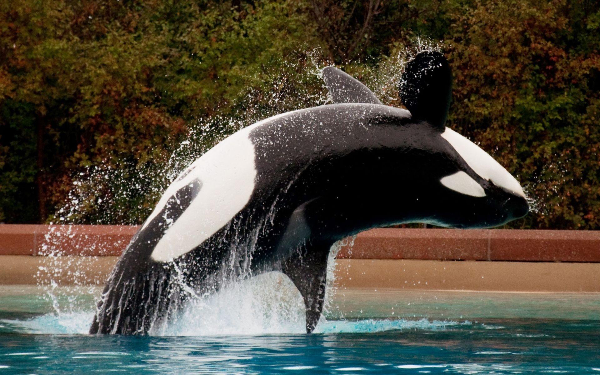 orca, animal HD wallpaper