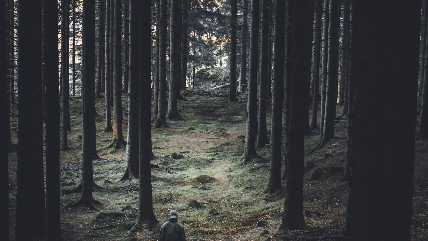 Personal forest. Темный хвойный лес. Ліс человек.