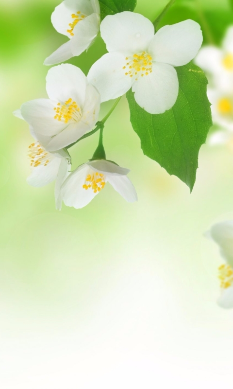 earth, blossom, jasmine, white flower, flowers