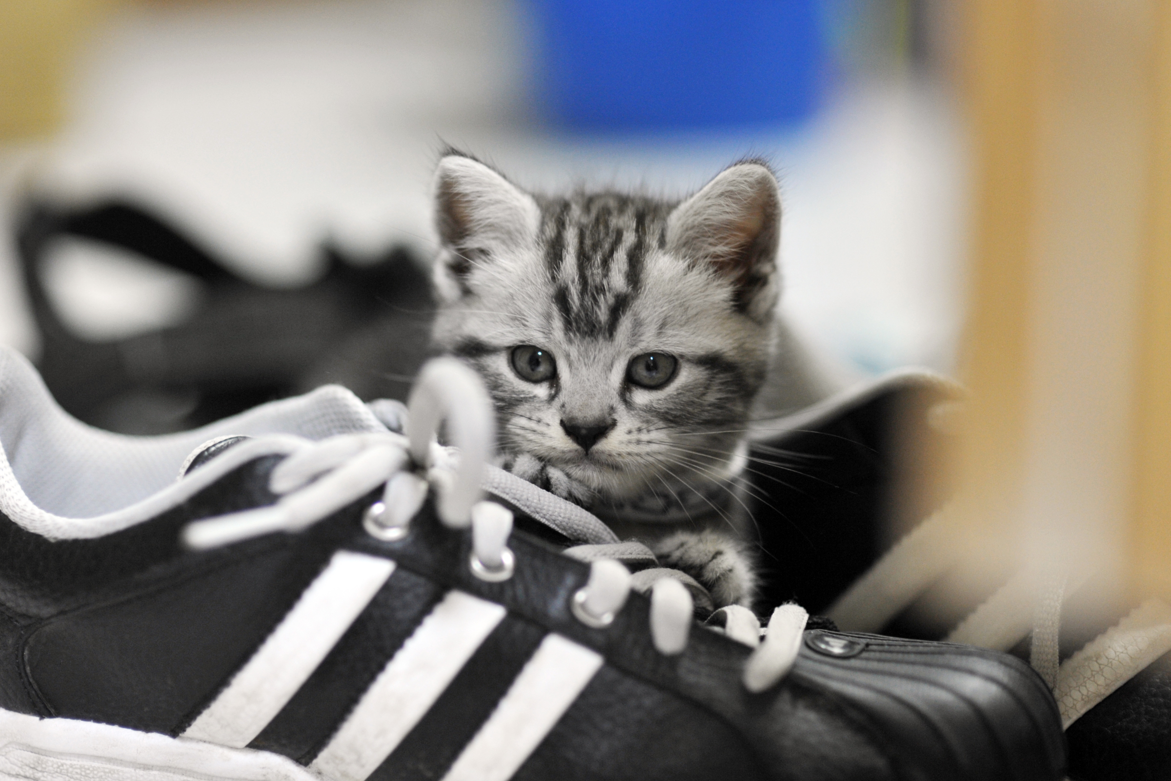 Download mobile wallpaper Kitty, Sneaker, Animals, Kitten, Sneakers, Grey for free.