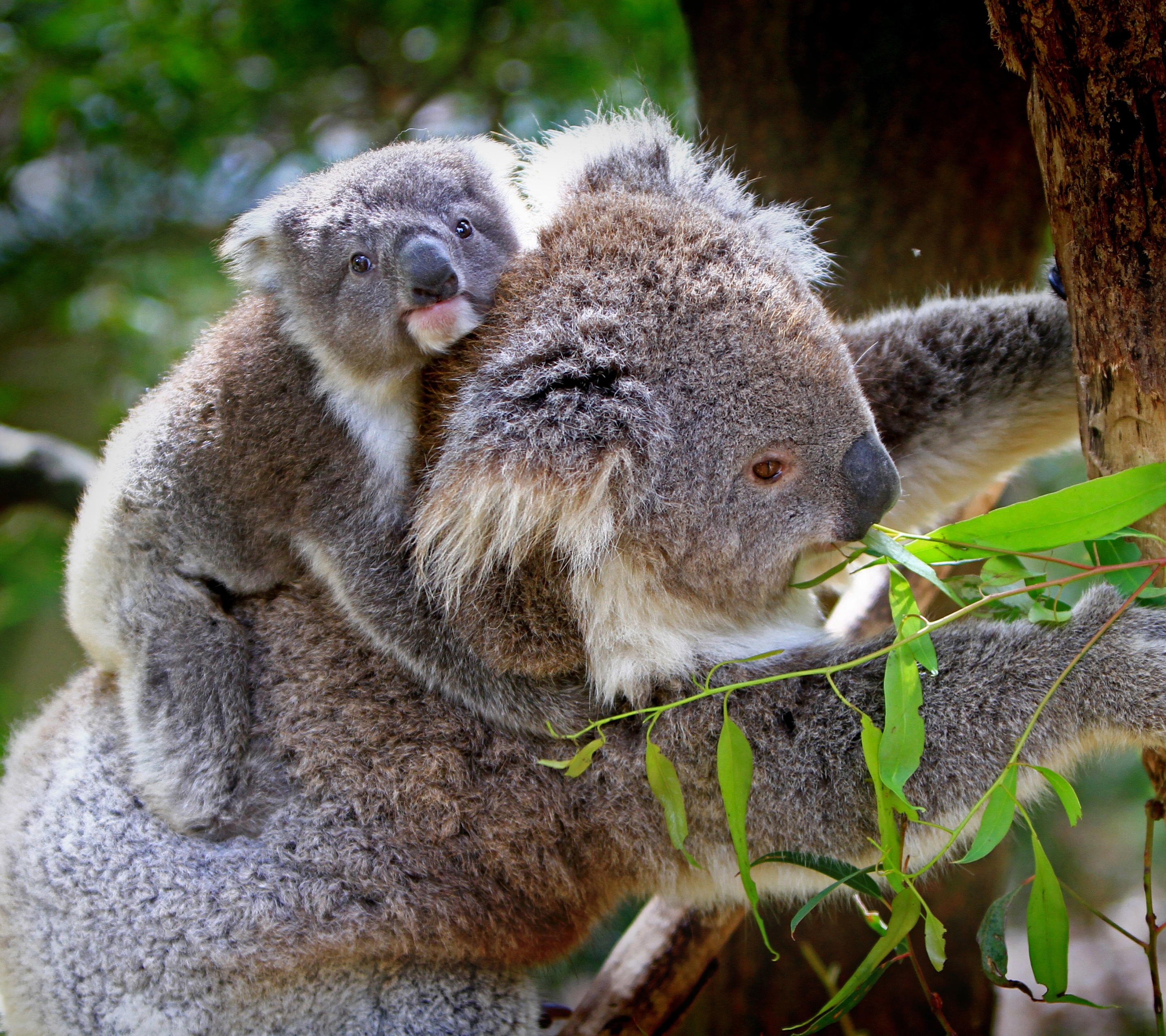 1251978 скачать обои животные, коала, детеныш животного, боке, эвкалипт - заставки и картинки бесплатно