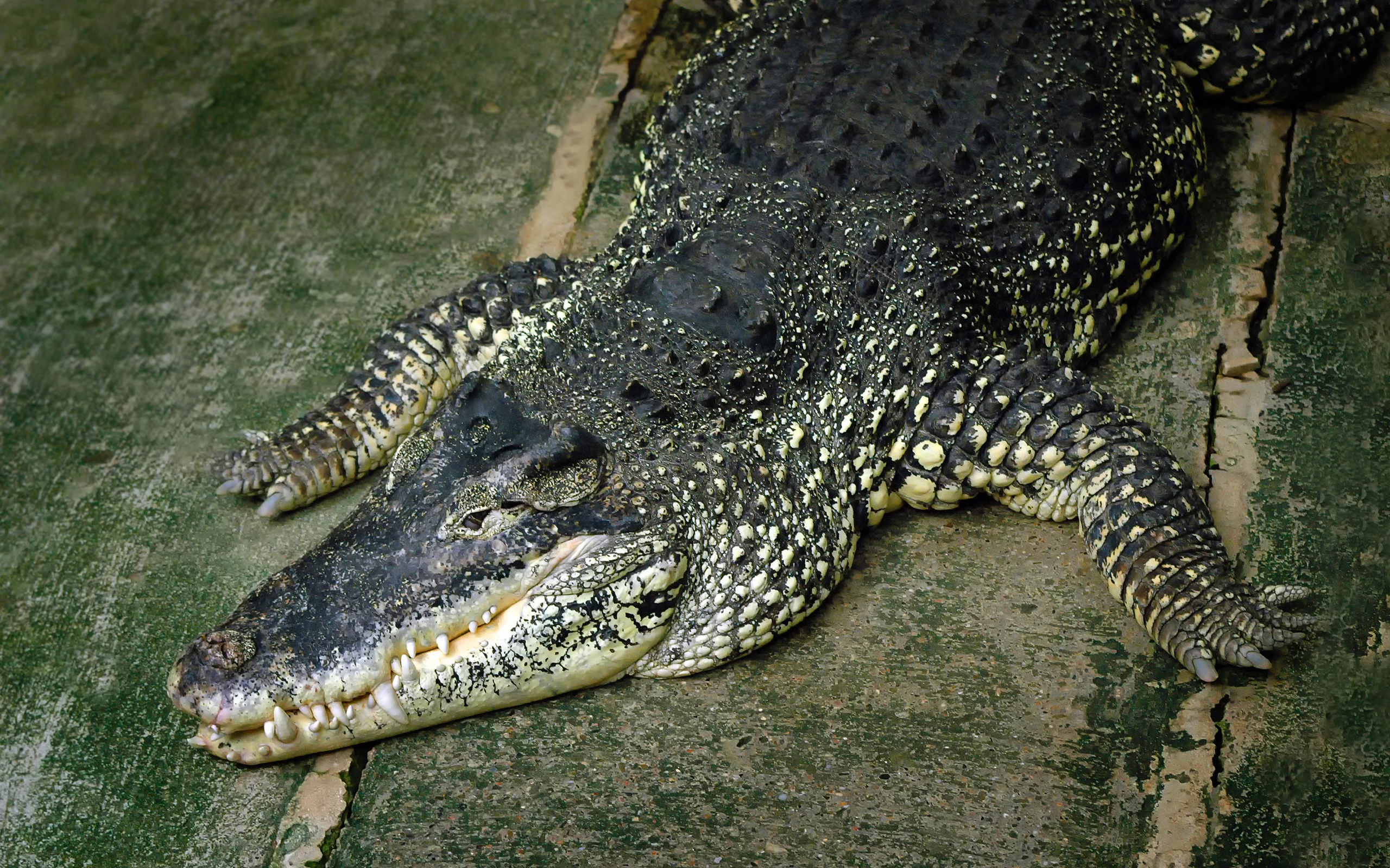 Крокодилы хамелеон. Пресмыкающиеся Аллигатор. Нильский крокодил маленький. Пресмыкающиеся животные Аллигатор. Крокодил Аллигатор Кайман.