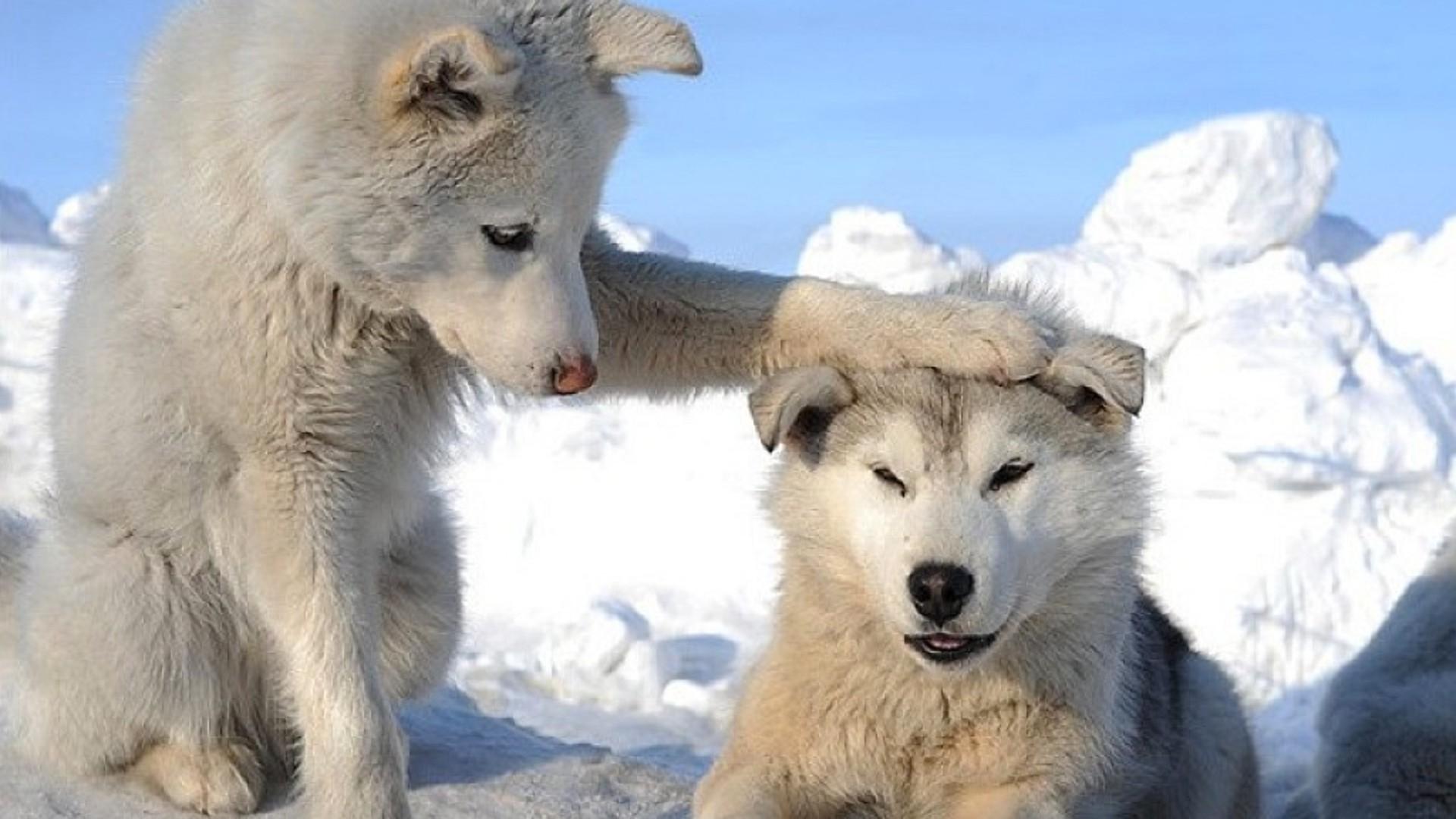 Арктический волк щенок