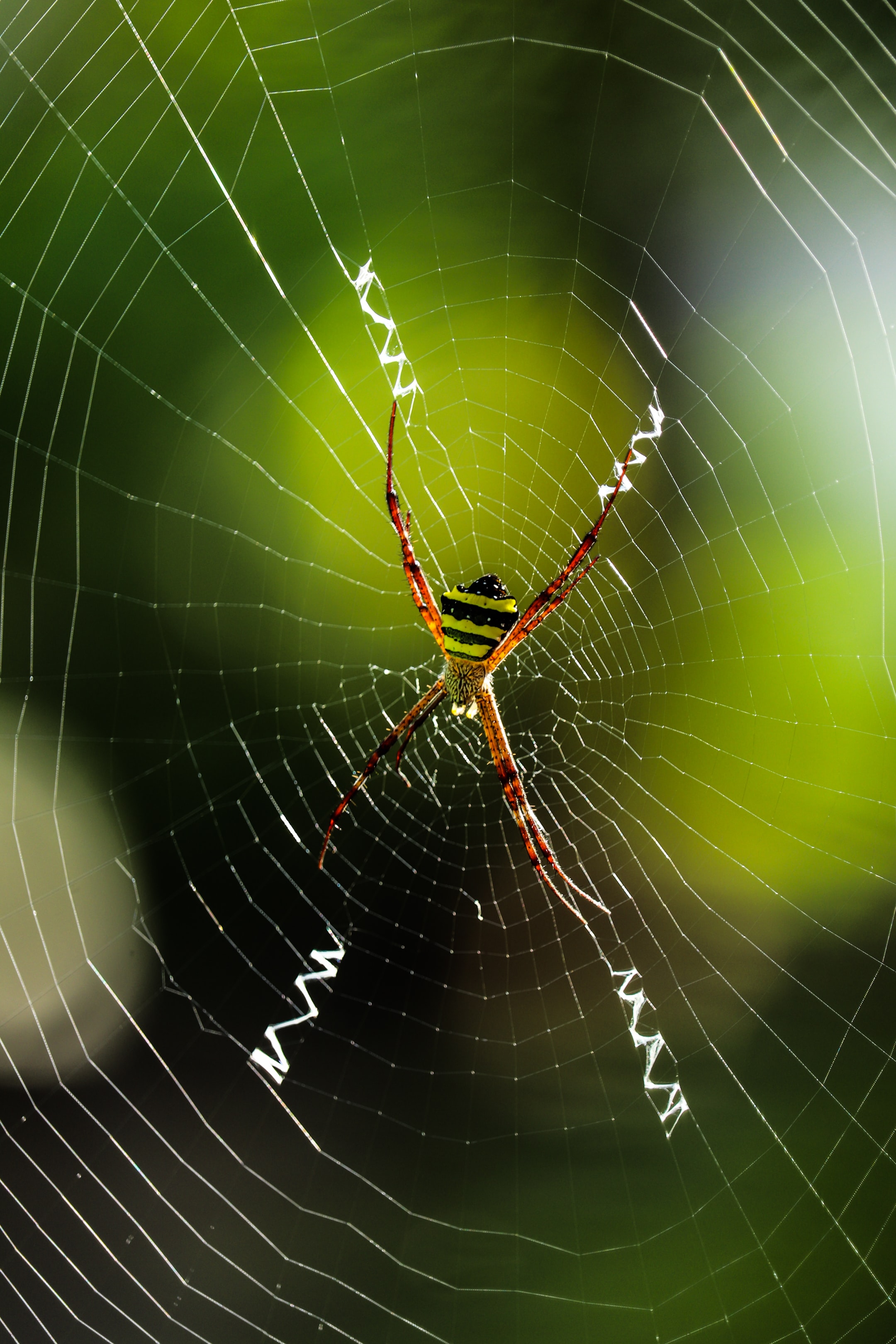 Handy-Wallpaper Web, Tiere, Insekt, Makro, Spinne kostenlos herunterladen.