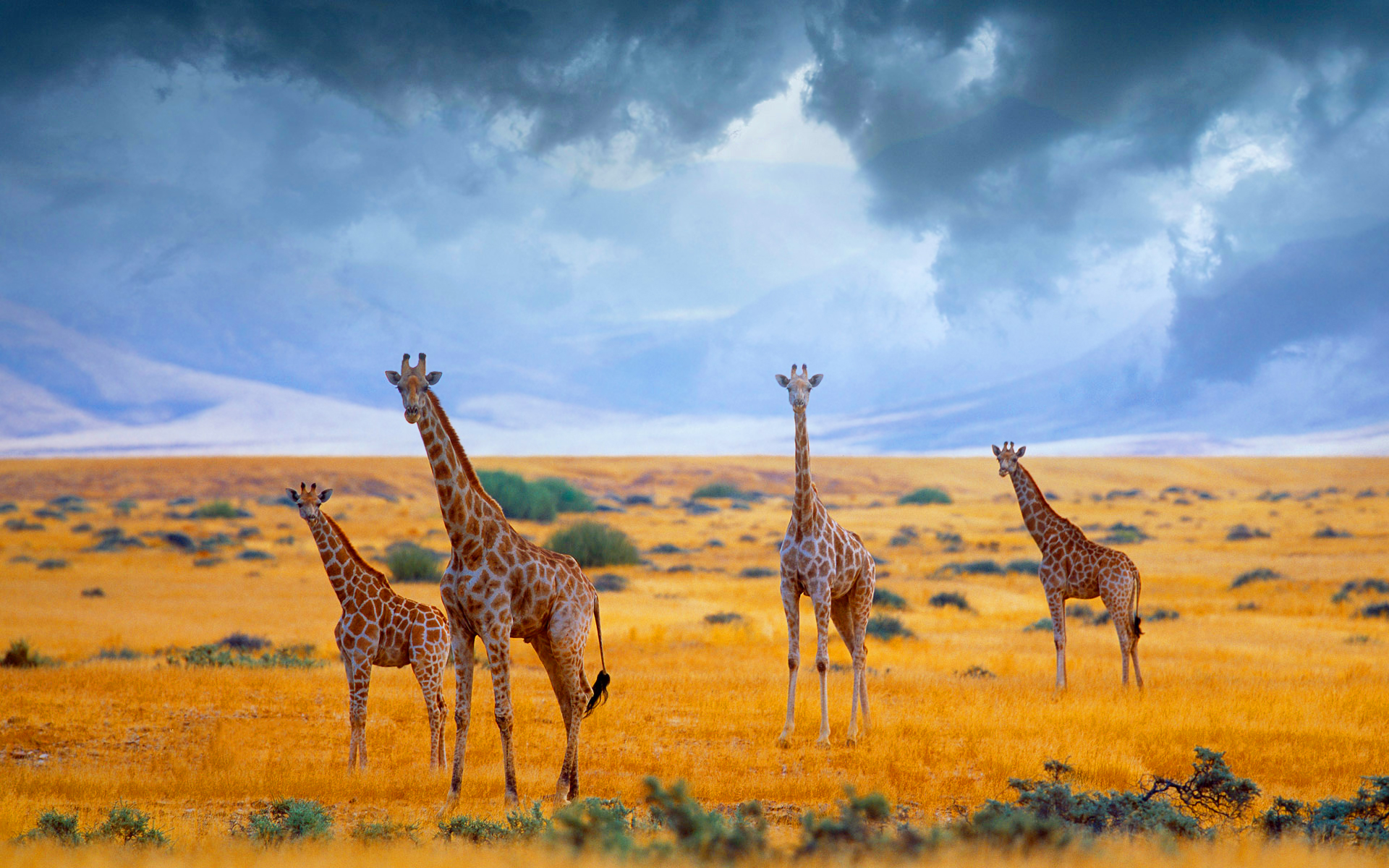 africa, animal, giraffe, cloud, savannah 4K
