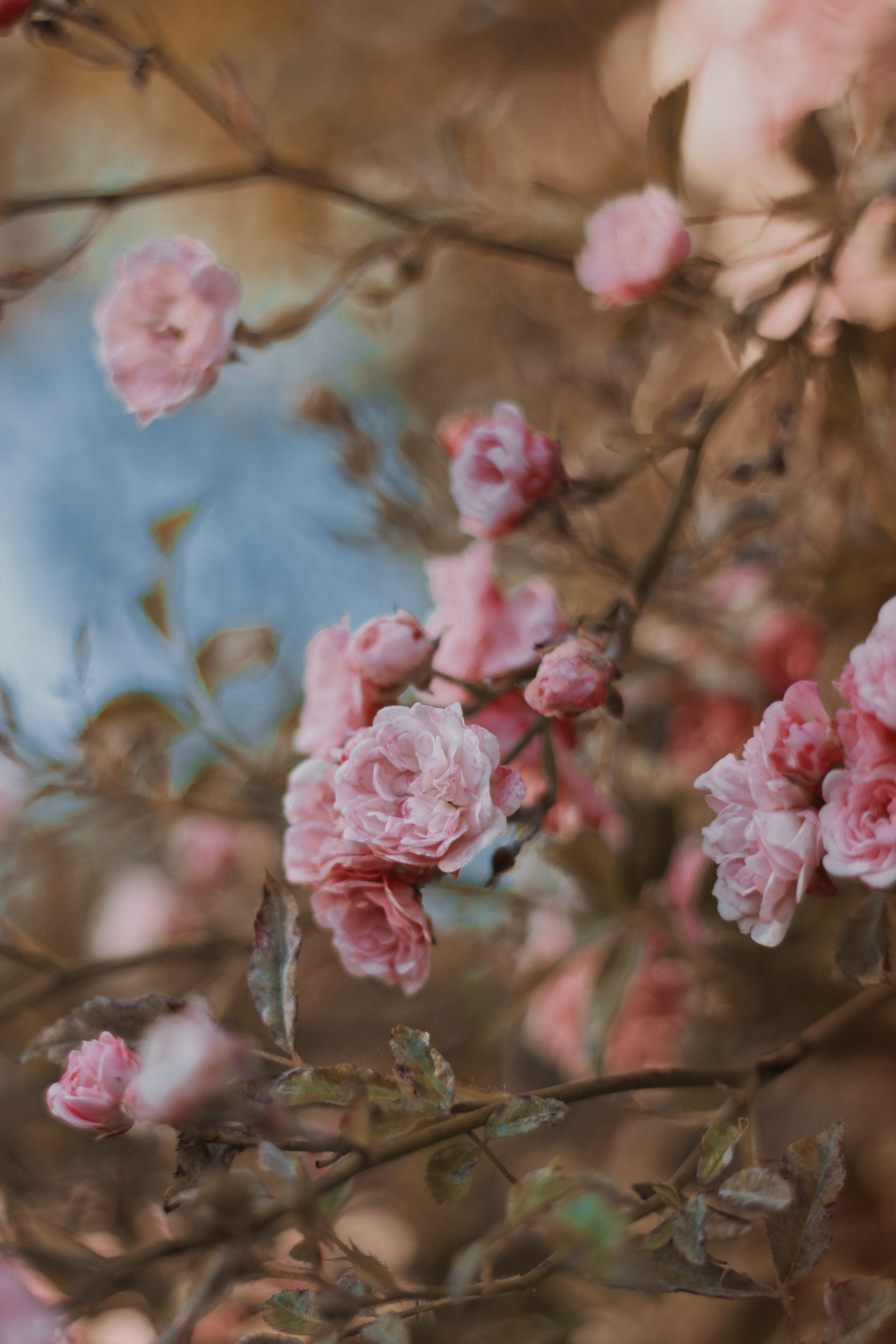 70969 descargar fondo de pantalla tierno, flores, roses, arbusto, florecer, floración: protectores de pantalla e imágenes gratis