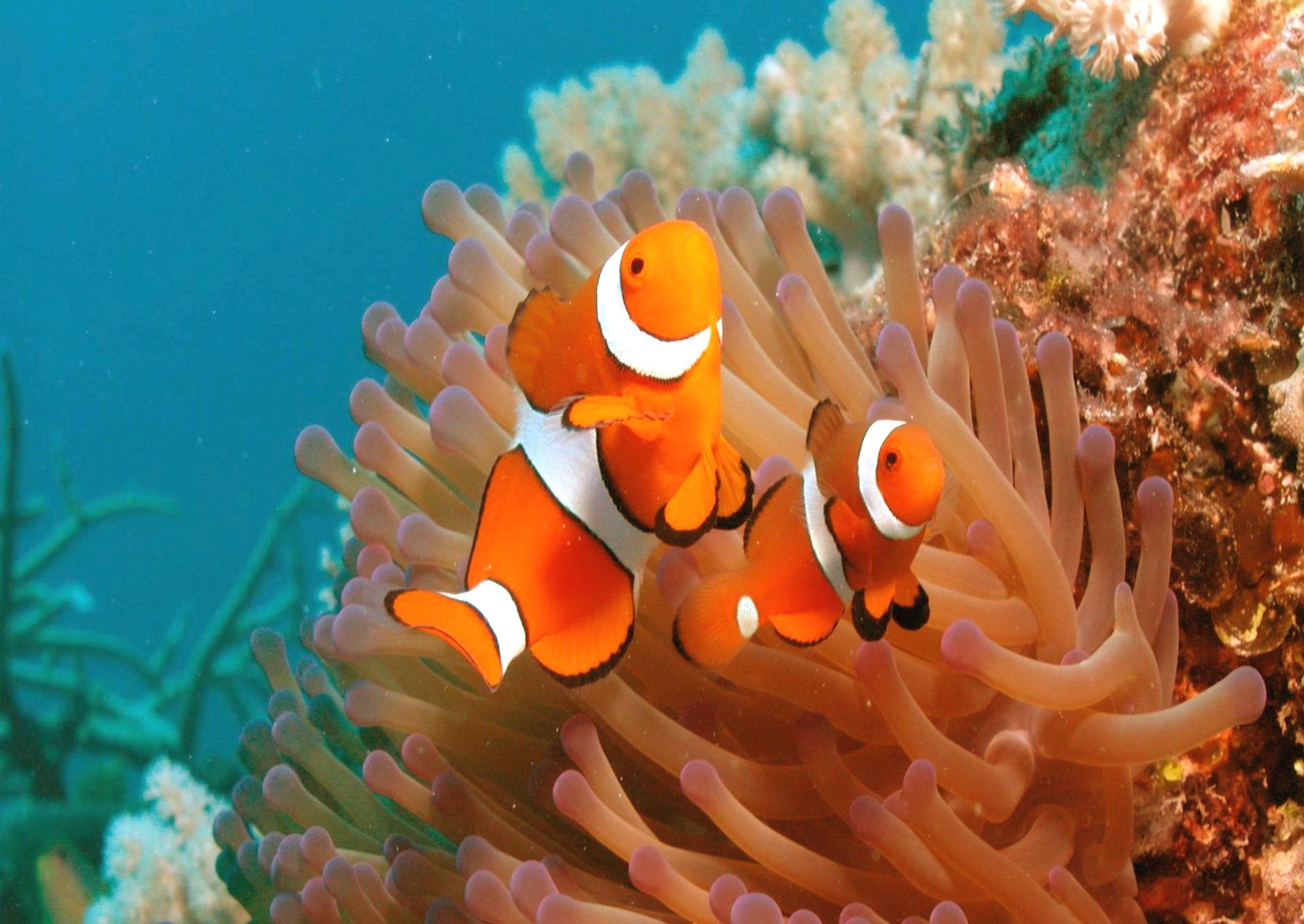 animal, clownfish, anemone, coral, fish, fishes 4K Ultra