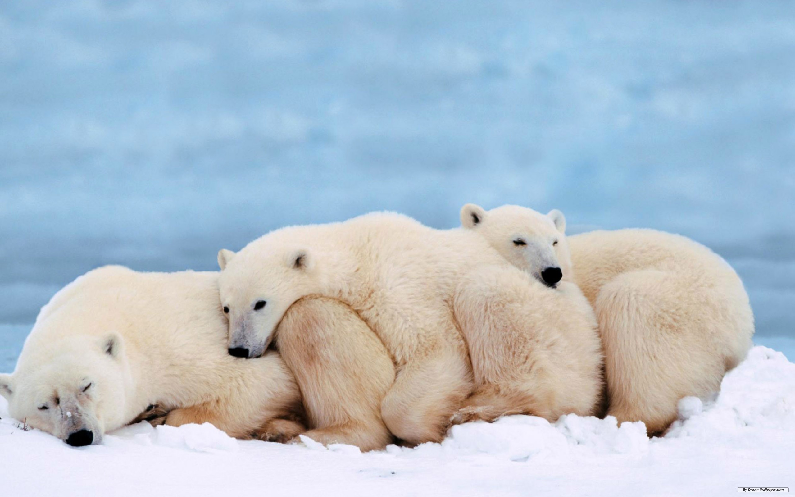 Free HD animal, polar bear, bears