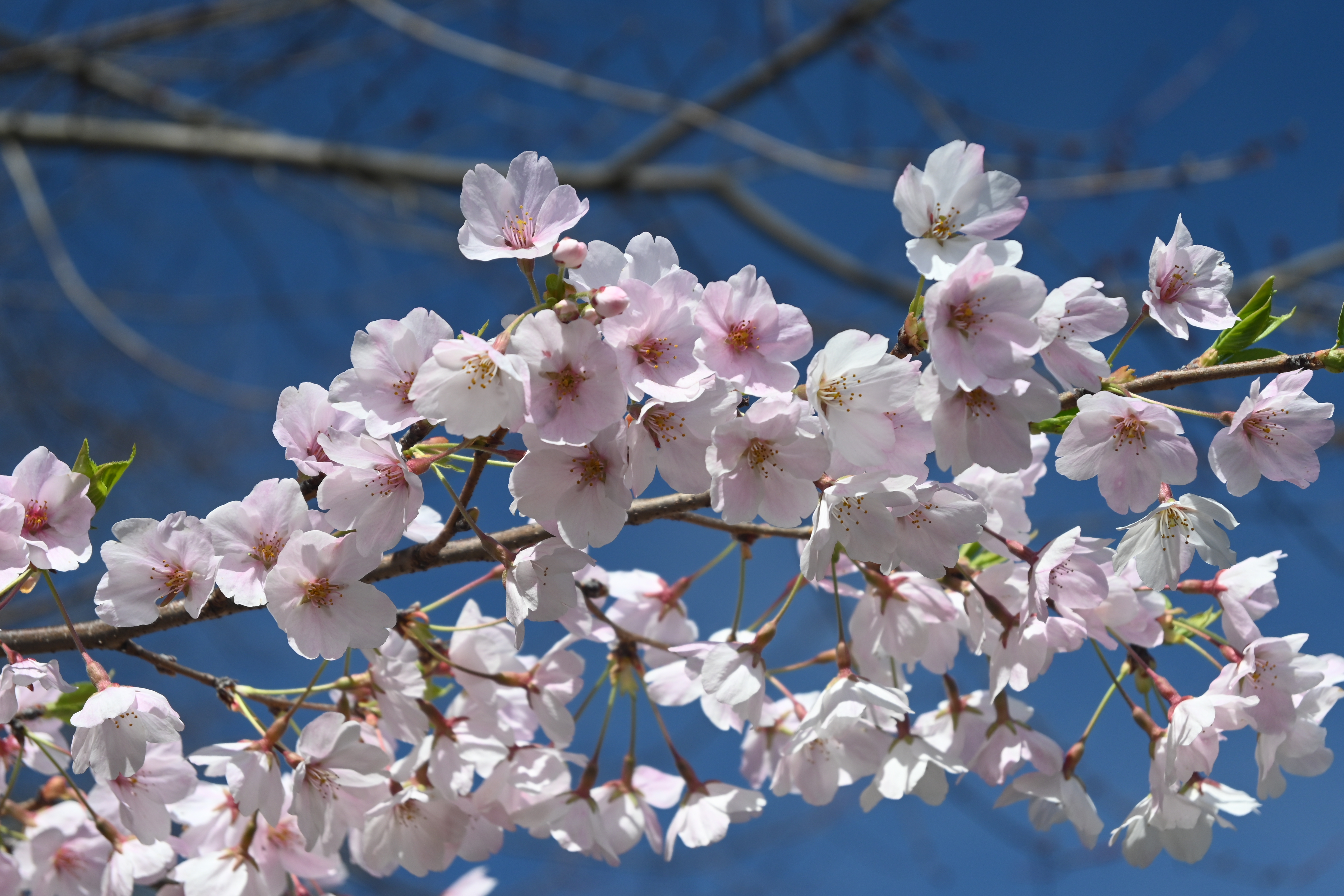 150540 télécharger le fond d'écran sakura, fleurs, pétales, branche, printemps, source - économiseurs d'écran et images gratuitement