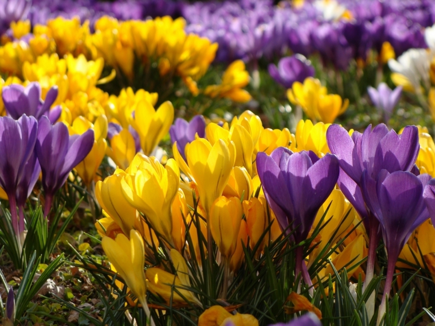 Фото первых весенних цветов в саду. Крокус желтый цветок. Крокус весенний желтый. Крокус Барс Пурпл. Armeniacum Крокус.