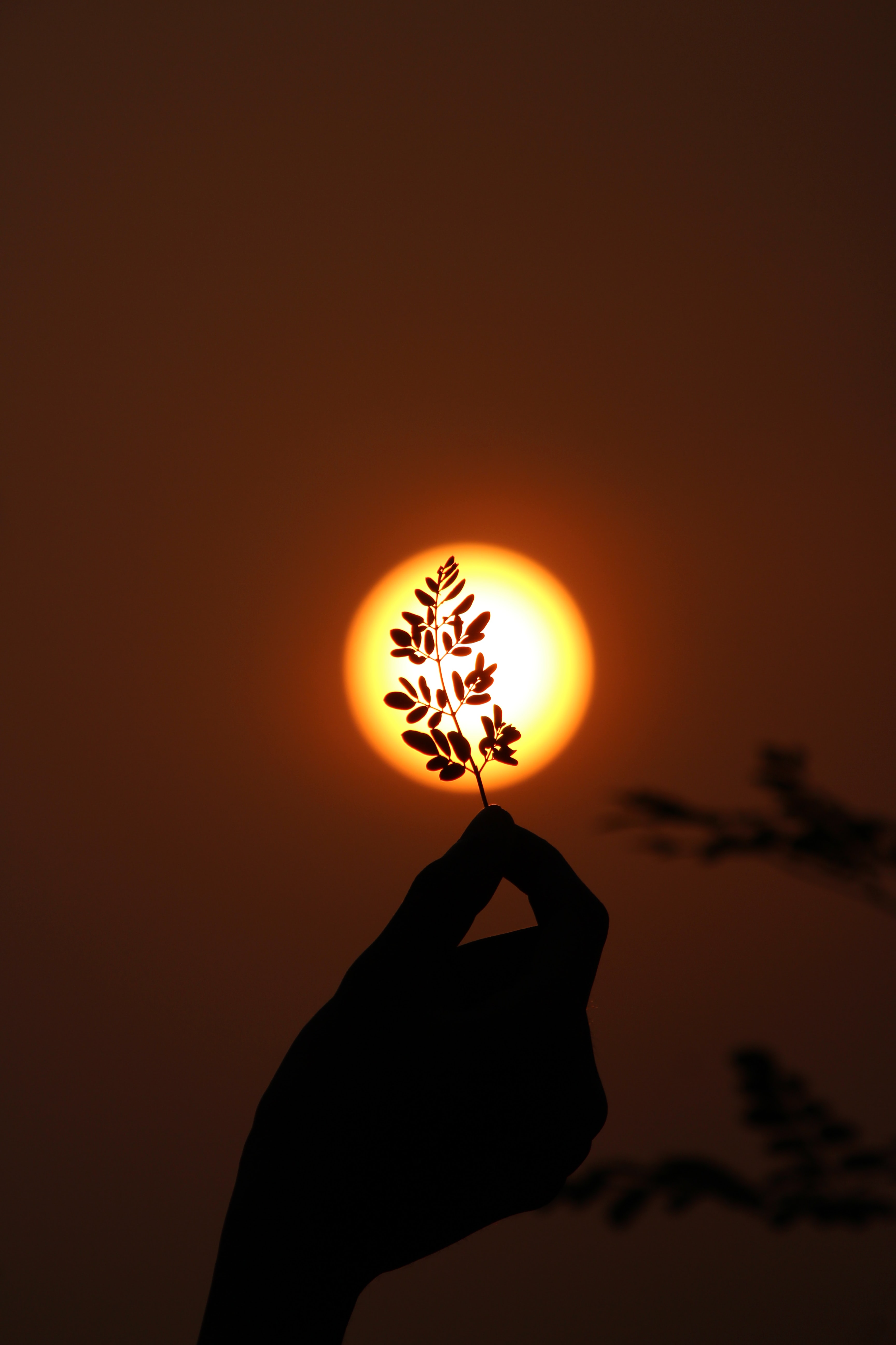 sun, branch, dark, hand, sunset 4K