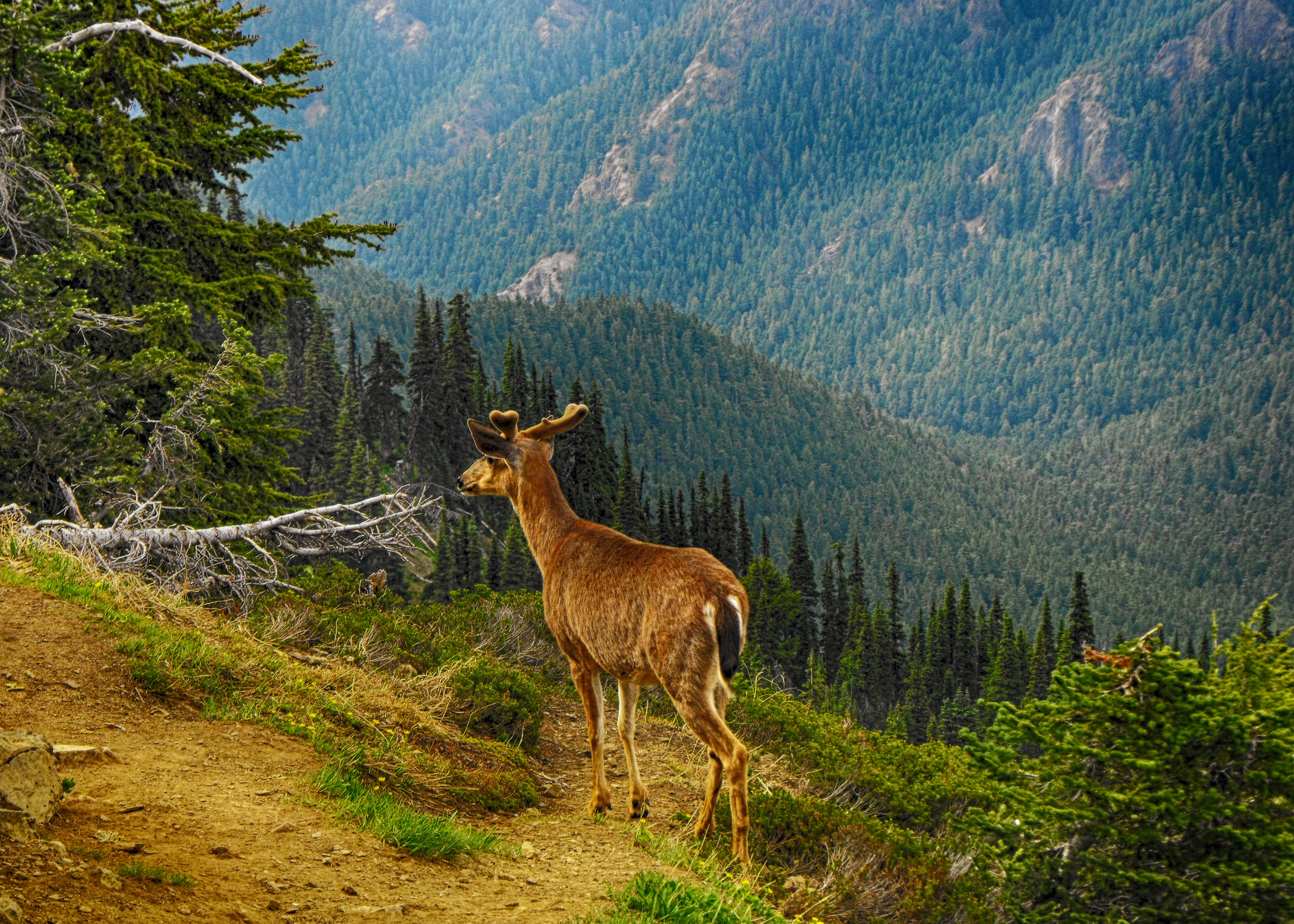 Download mobile wallpaper Grass, Trees, Mountains, Forest, Animals, Deer for free.