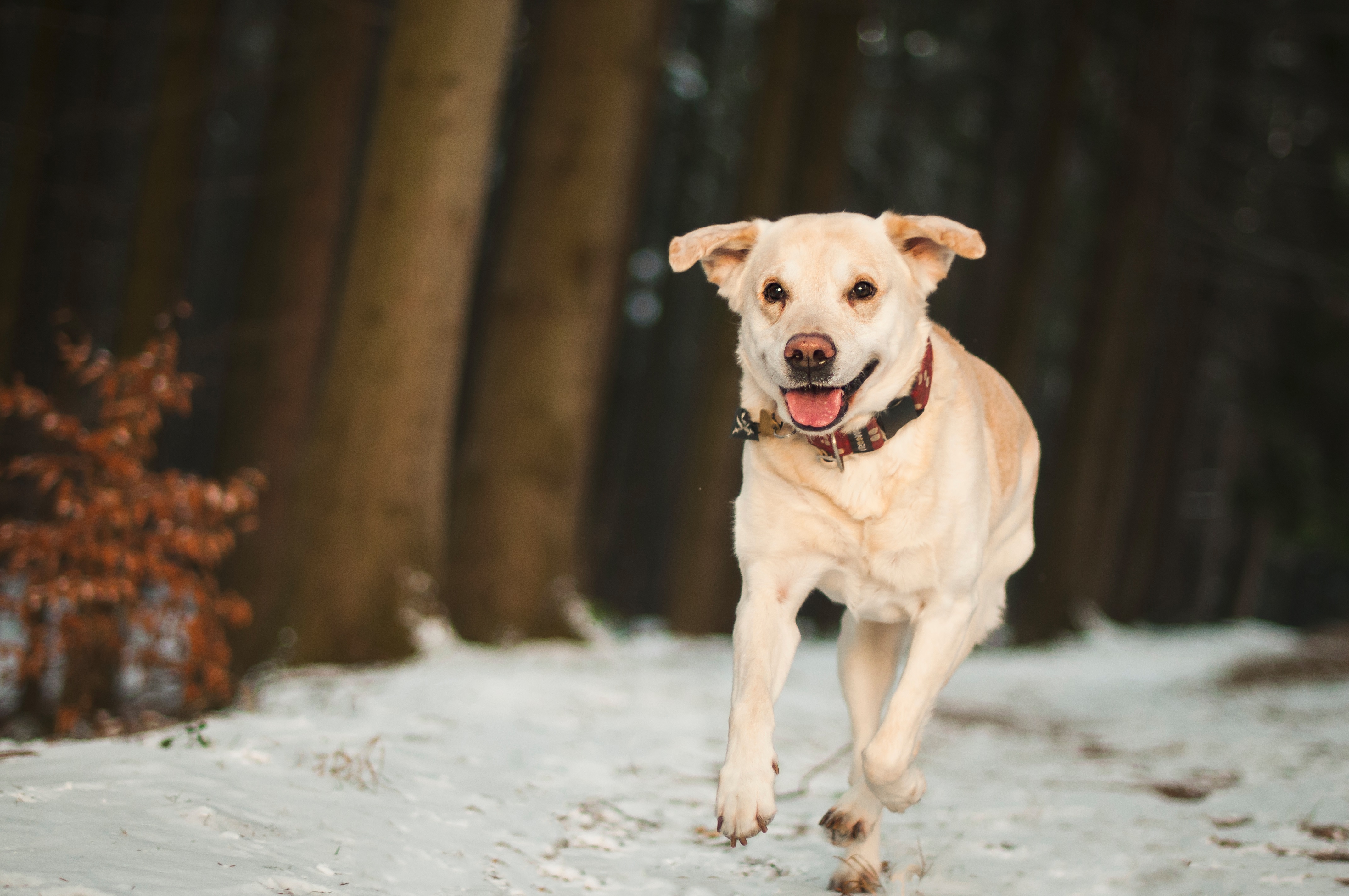 labrador, animals, snow, dog, run away, run 2160p