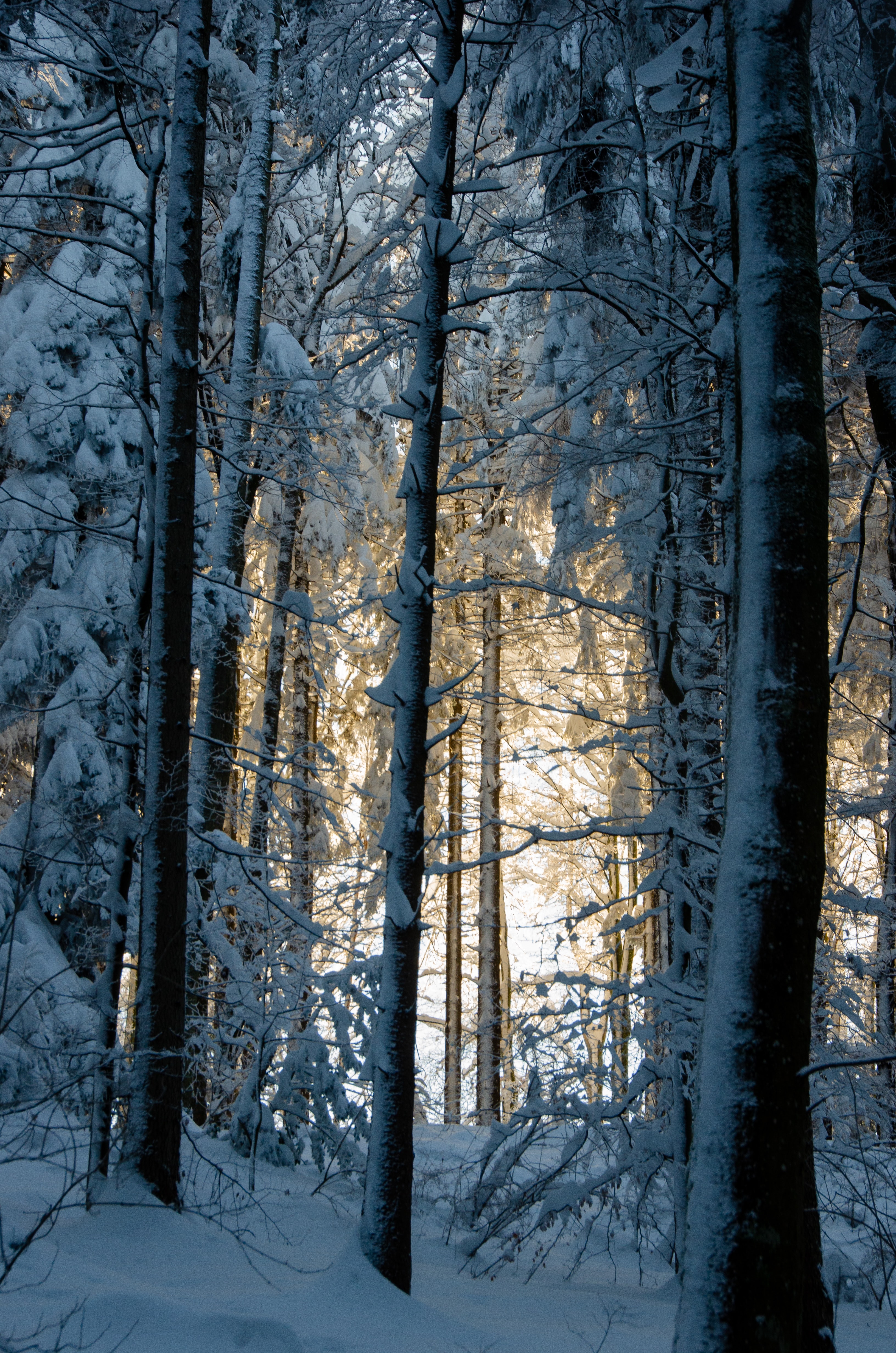 PCデスクトップに冬, 森, 雪, 木, 森林, 自然画像を無料でダウンロード