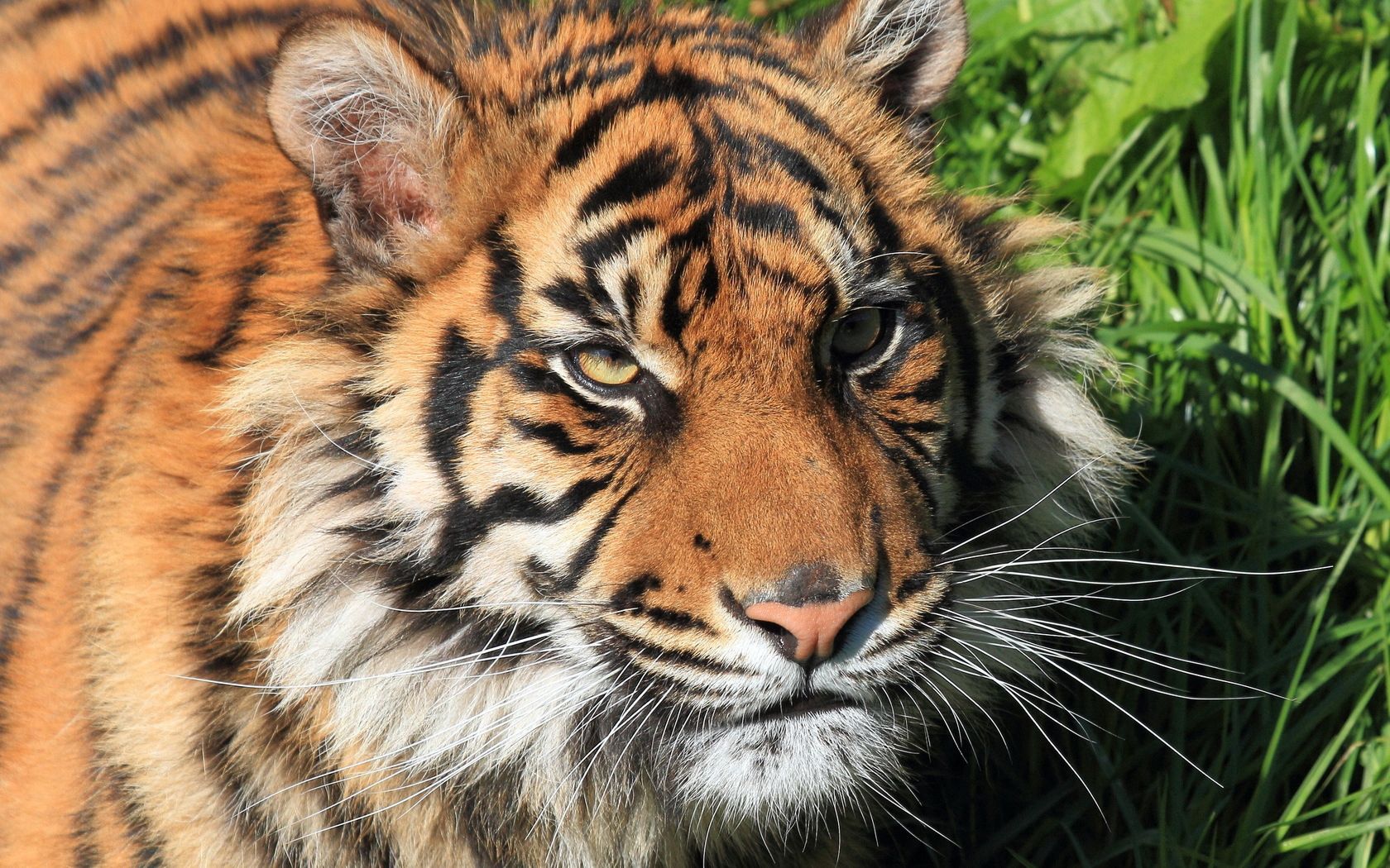 Download mobile wallpaper Muzzle, Striped, Predator, Big Cat, Animals, Tiger for free.