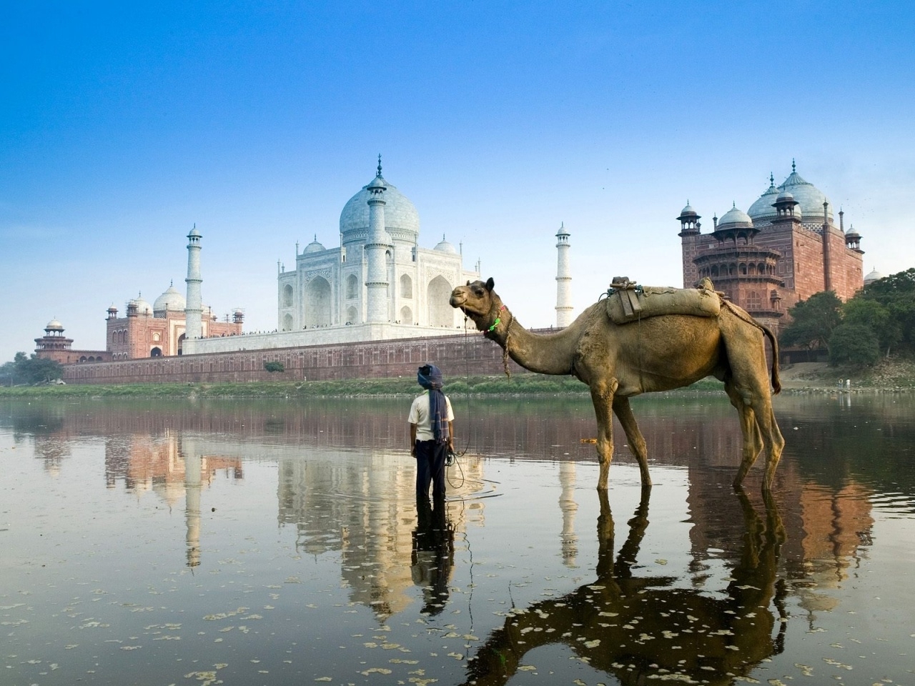 animals, landscape, water, camels 32K
