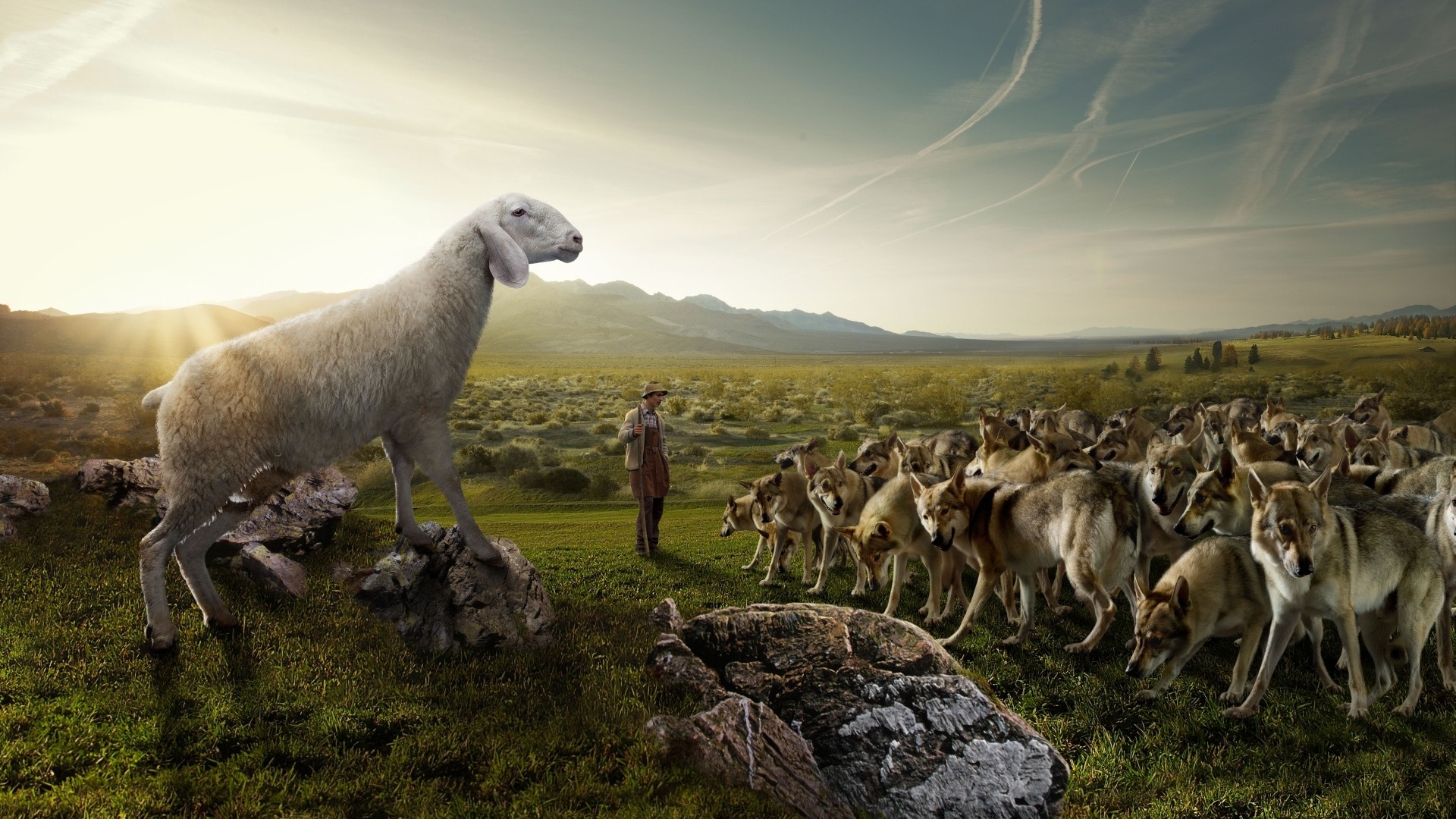 534440 descargar fondo de pantalla humor, animales, oveja, lobo: protectores de pantalla e imágenes gratis