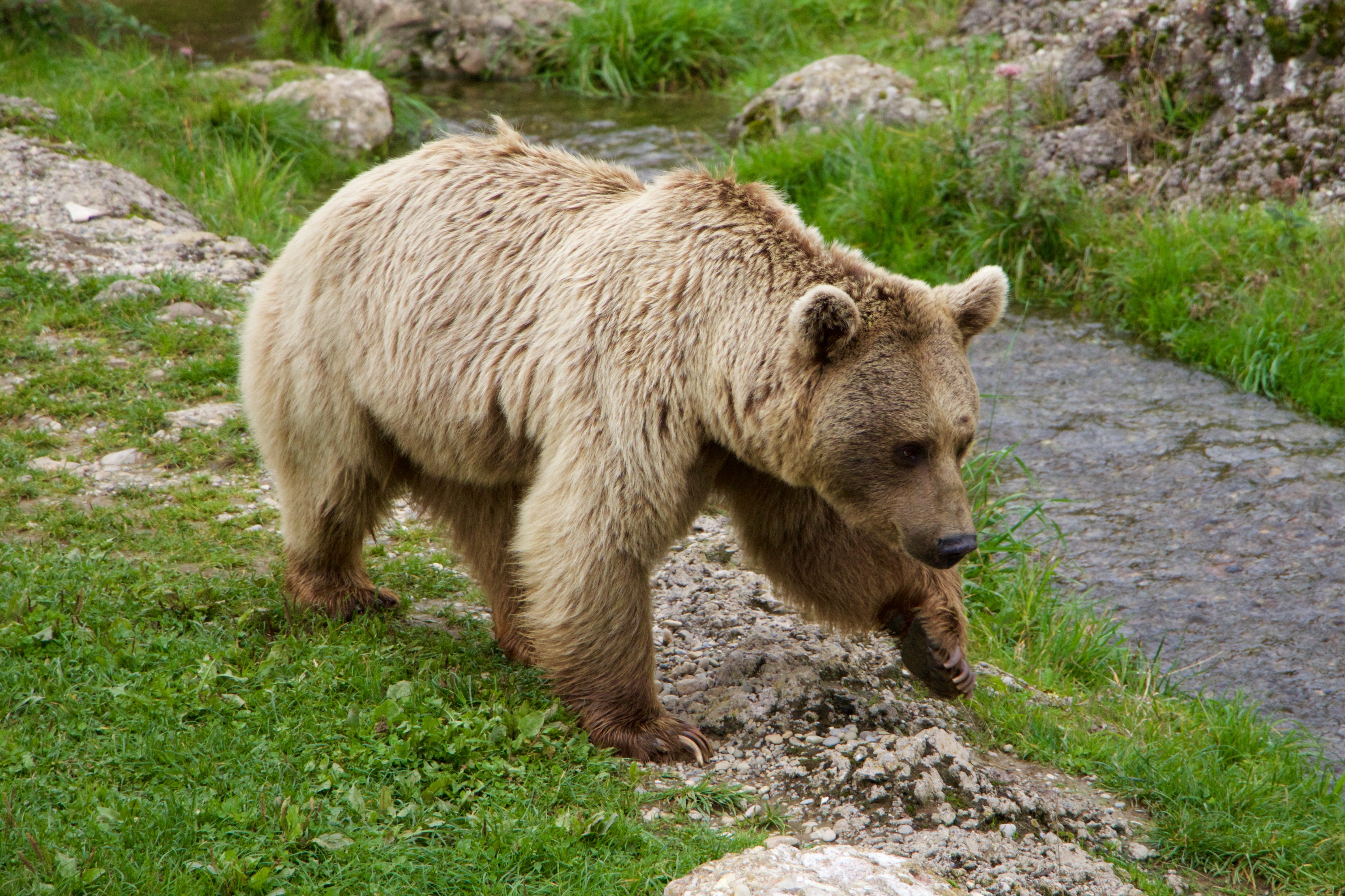 фото медведь сибирь
