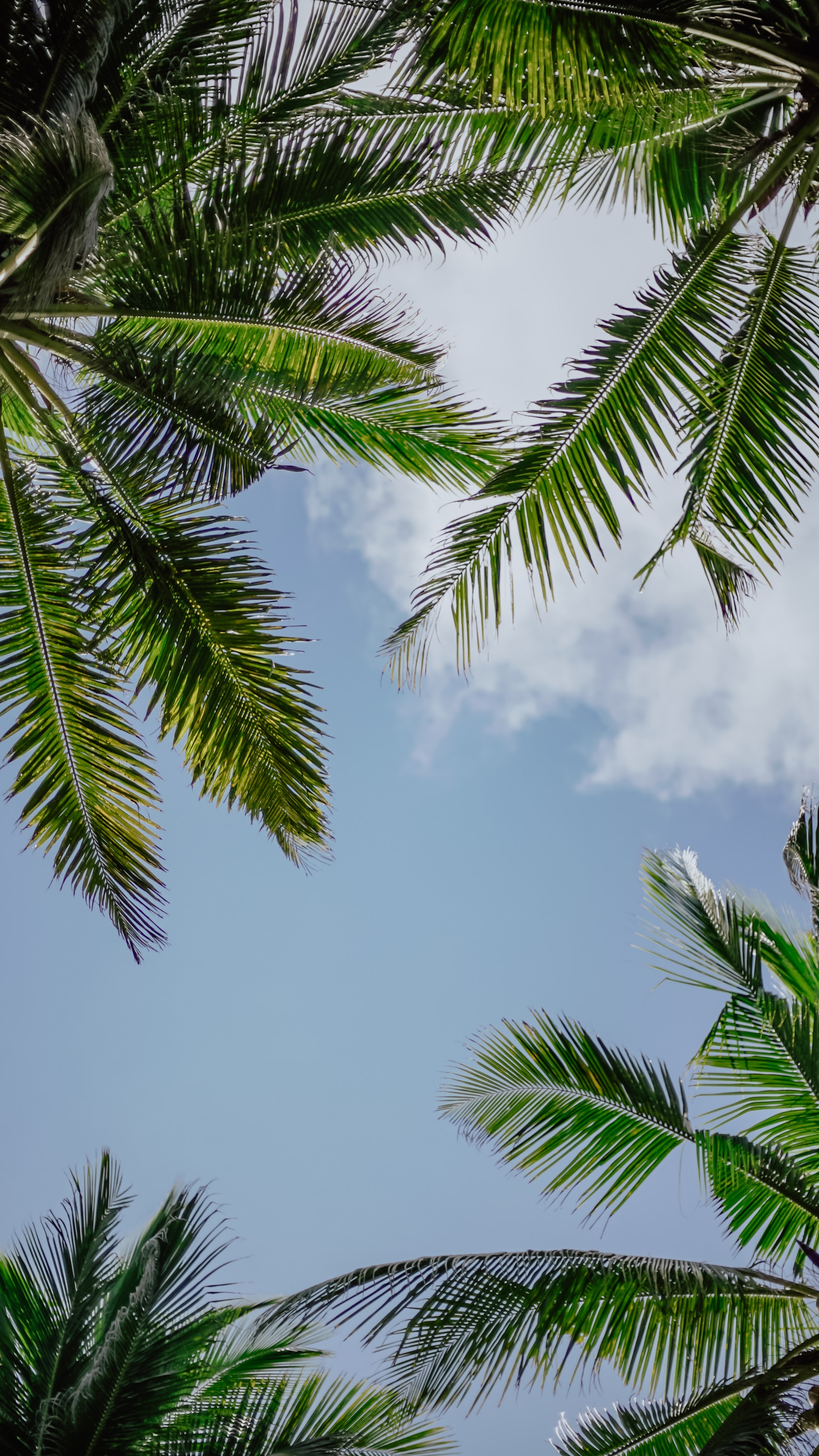 branches, sky, nature, palms wallpapers for tablet