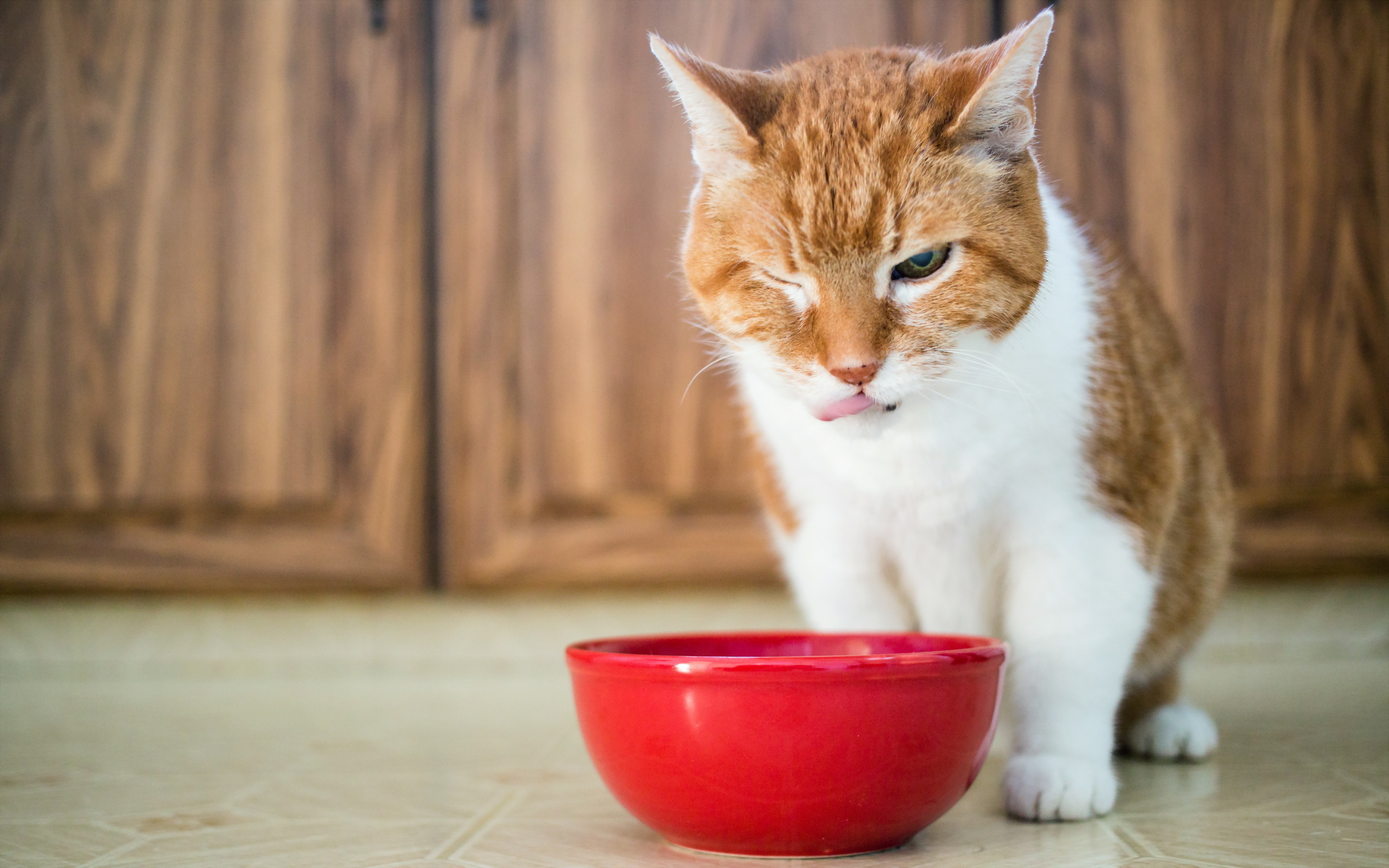 Кошки во время еды. Голодный кот. Миска для кошек. Кошачья еда. Котик с миской.