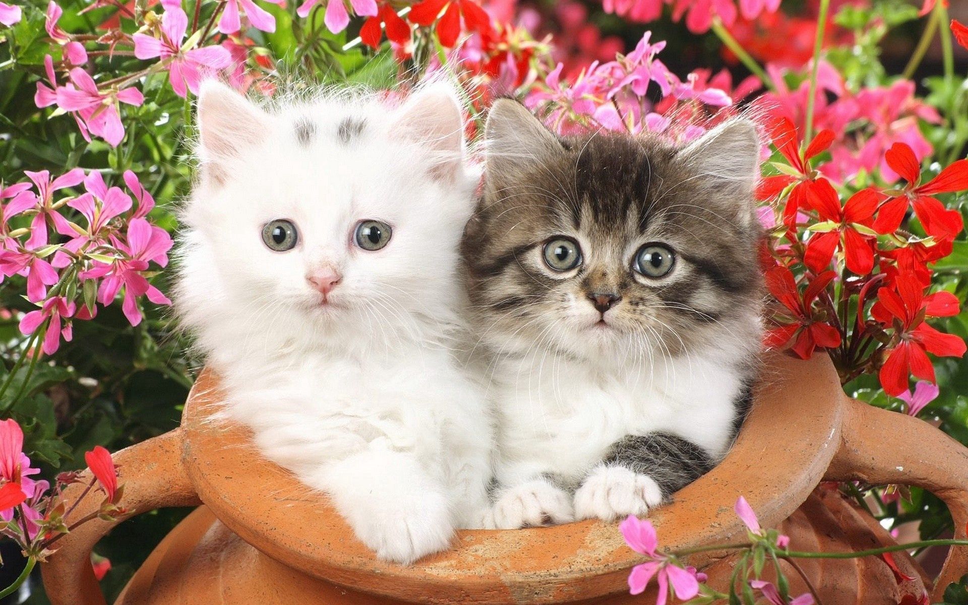 85647 скачать картинку котята, цветы, животные, пара, пушистые, пятнистые - обои и заставки бесплатно
