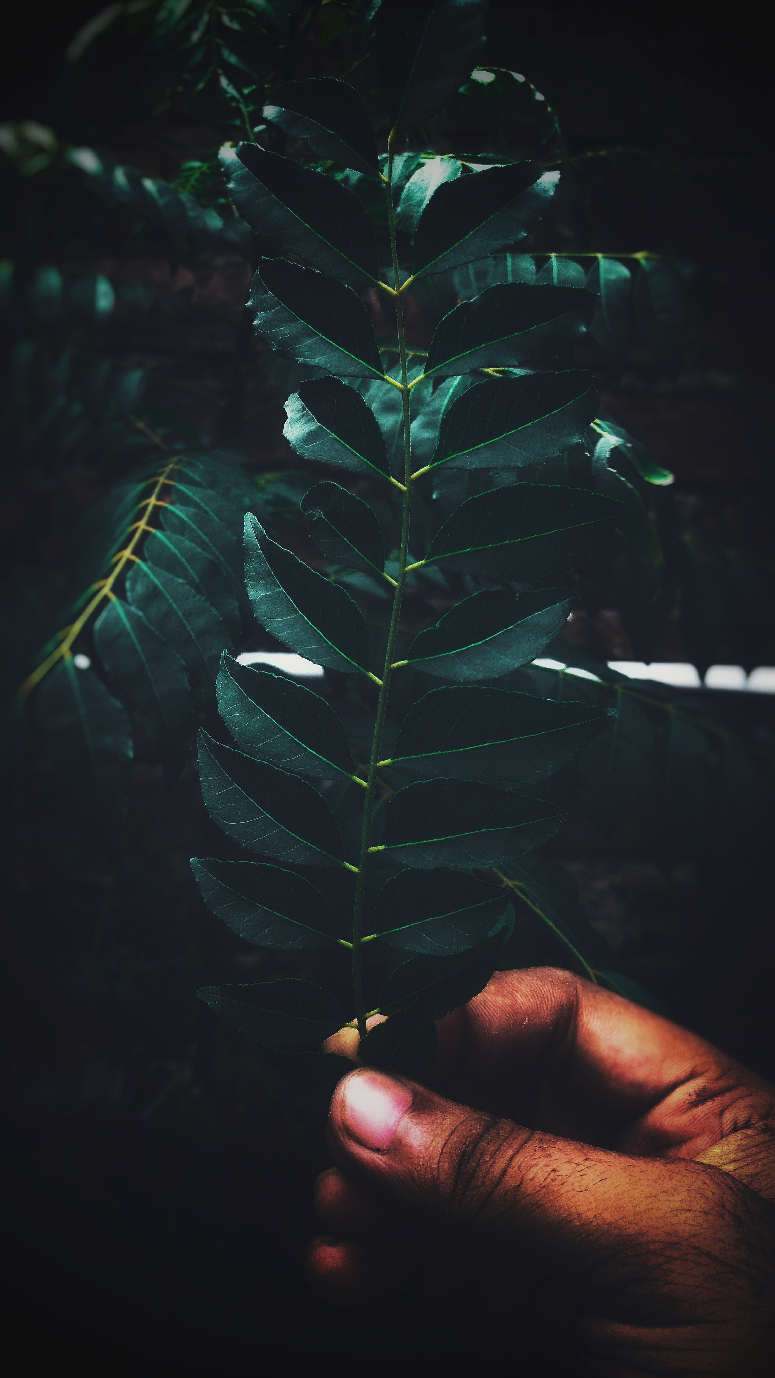leaves, hand, miscellanea, miscellaneous, branch, fingers for android