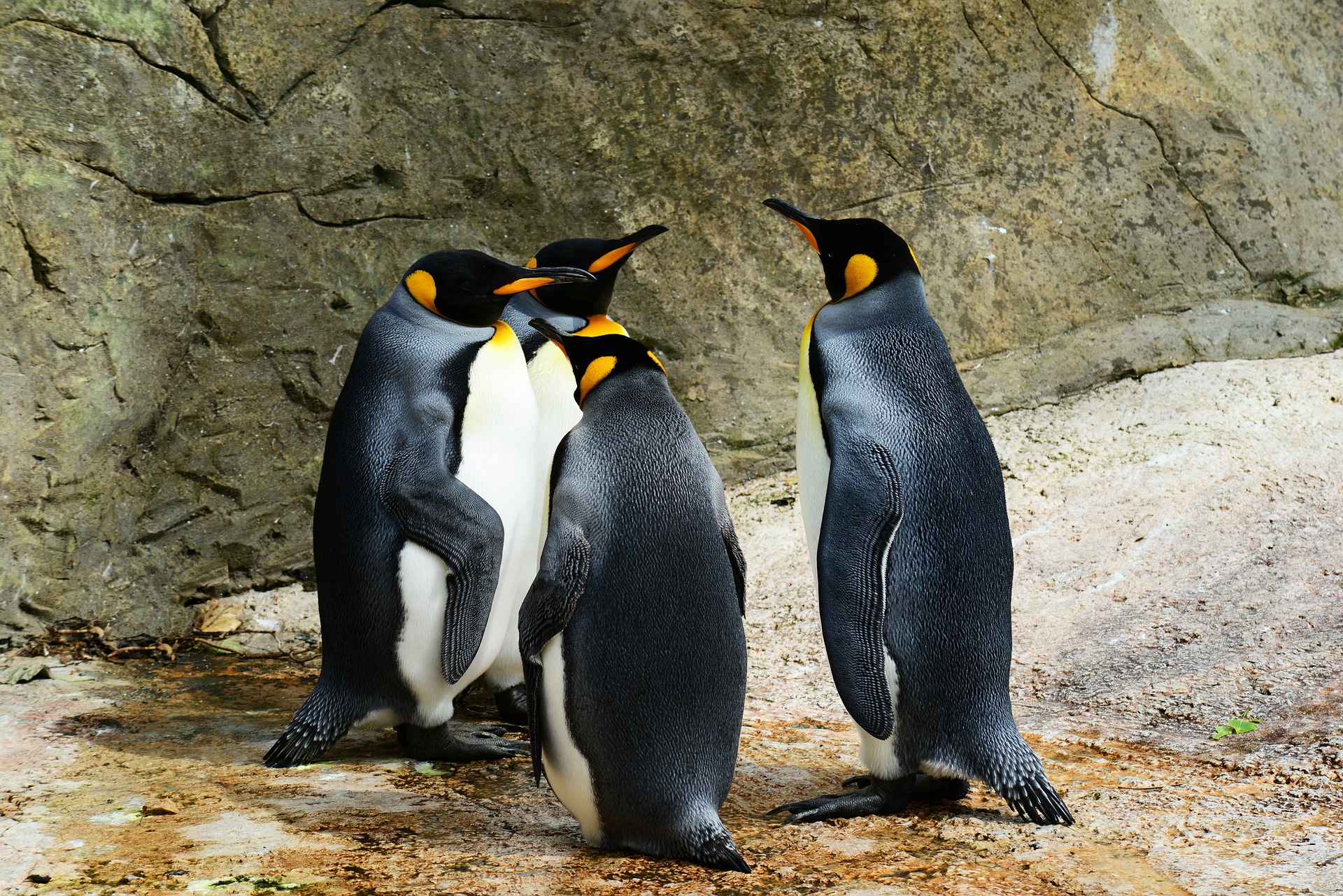 374481壁紙のダウンロード動物, ペンギン, キングペンギン, 鳥-スクリーンセーバーと写真を無料で