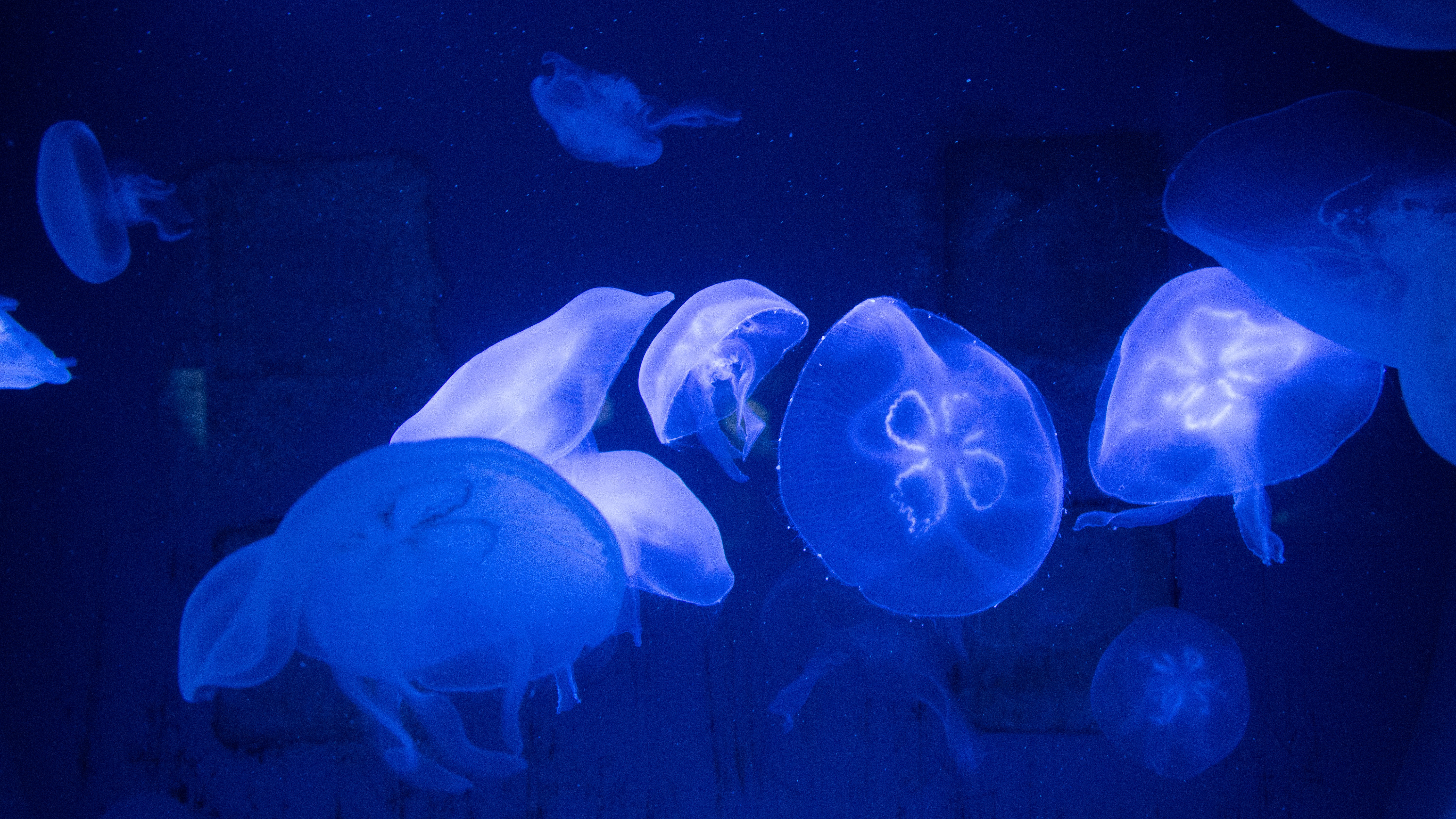 110794 télécharger le fond d'écran nature, jellyfish, monde sous marin, tentacules, les tentacules - économiseurs d'écran et images gratuitement