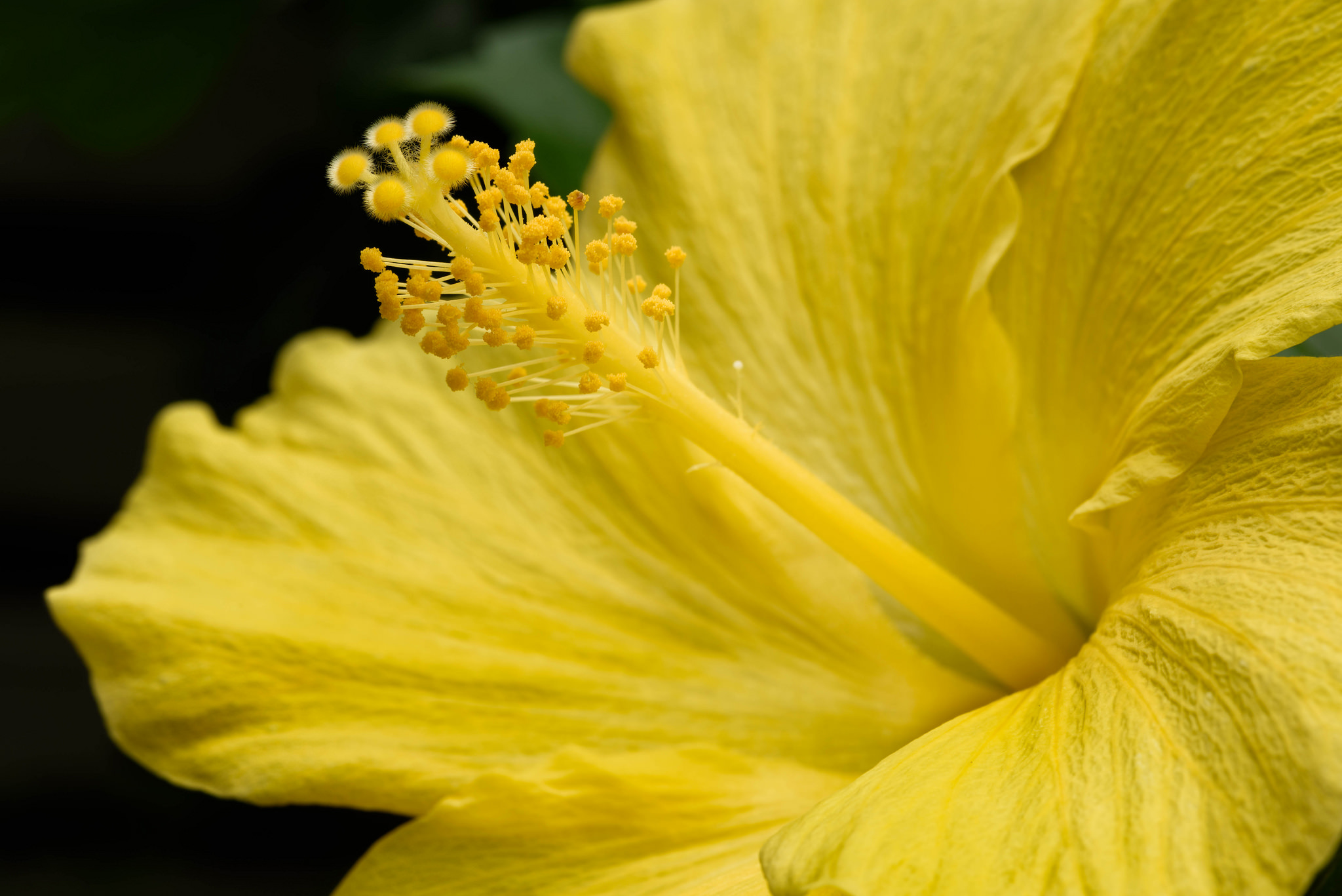 Гибискус желтый. Гибискус желтые цветы. Желтый цветок который цветет вечером. Гибискус макро.