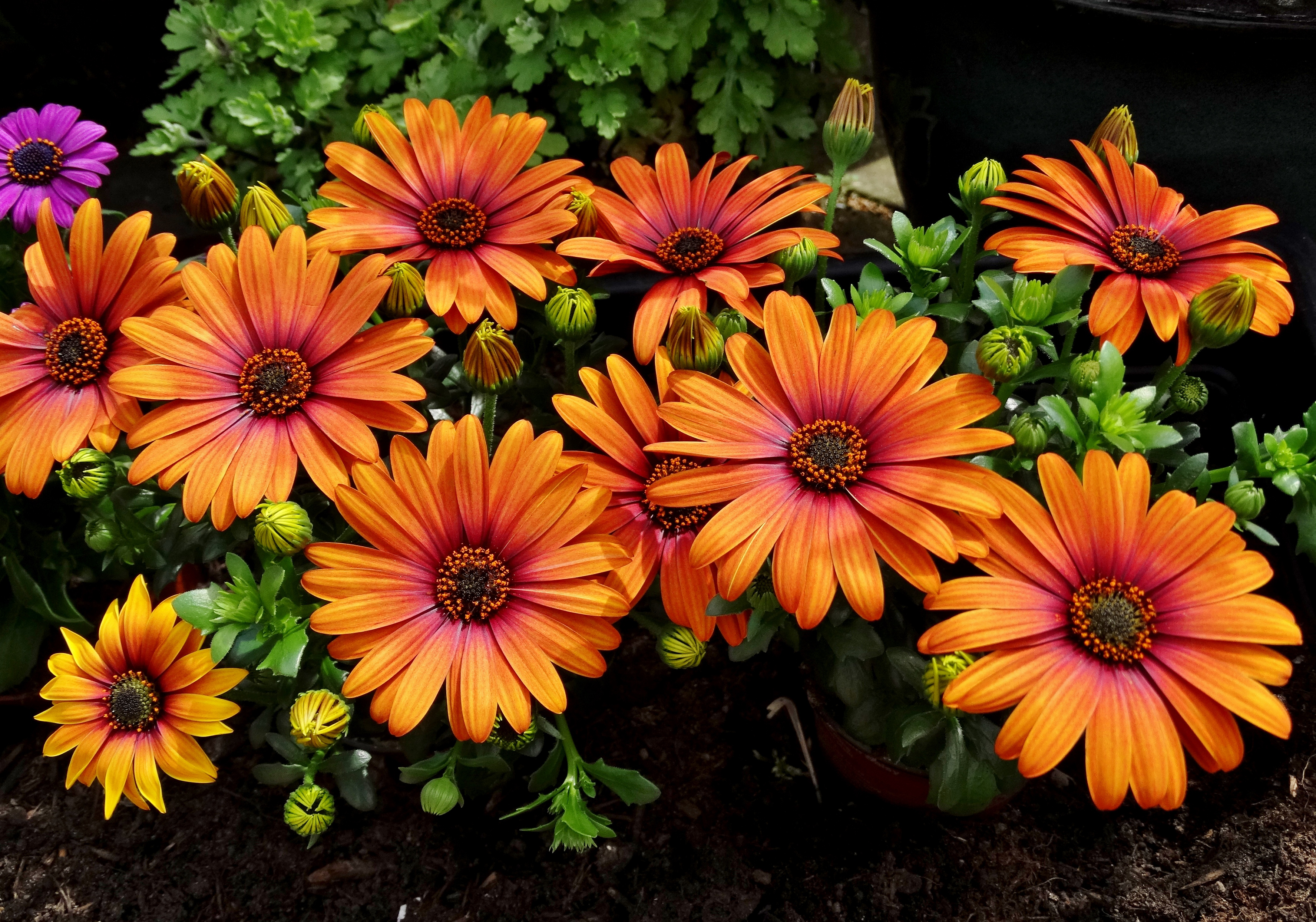 earth, african daisy, daisy, flower, orange flower for android