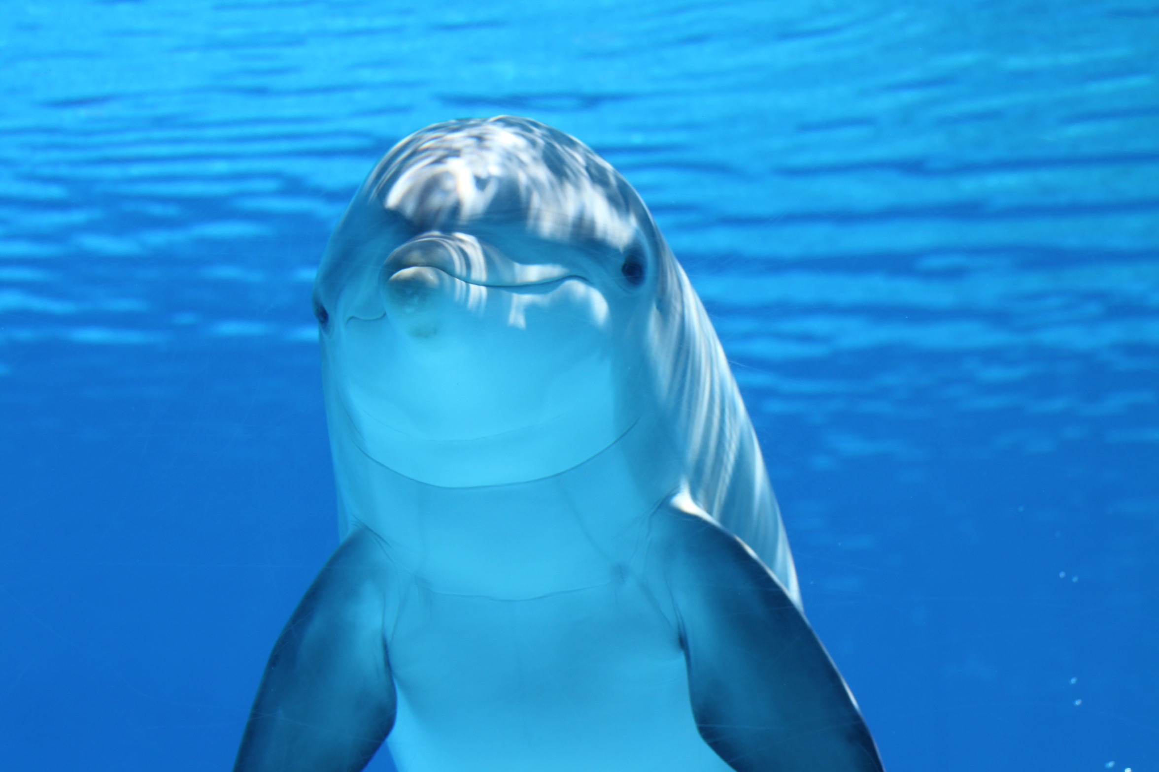 dolphin, animal, blue, mammal, underwater