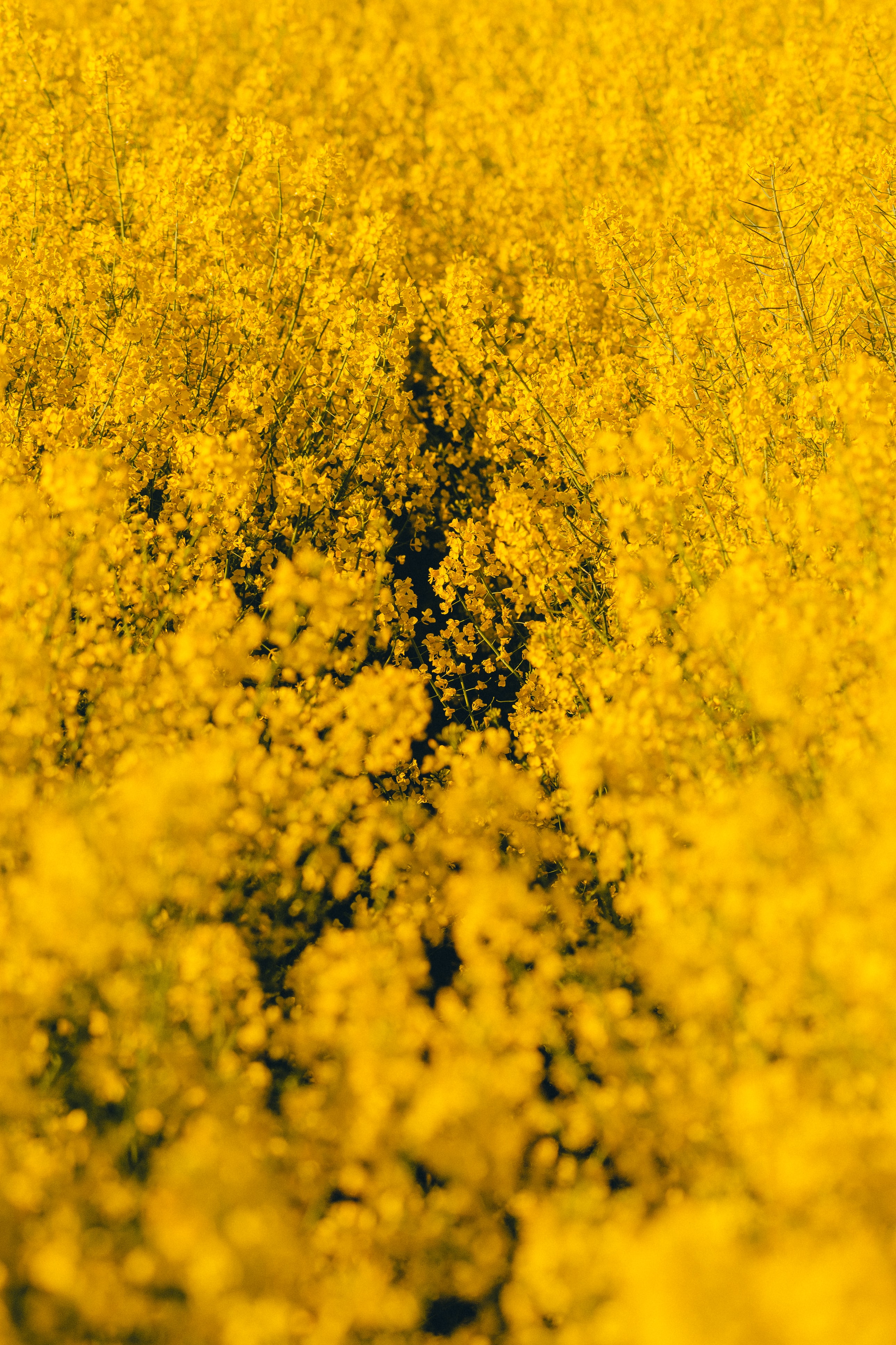 Melhores papéis de parede de Flores Amarelas para tela do telefone