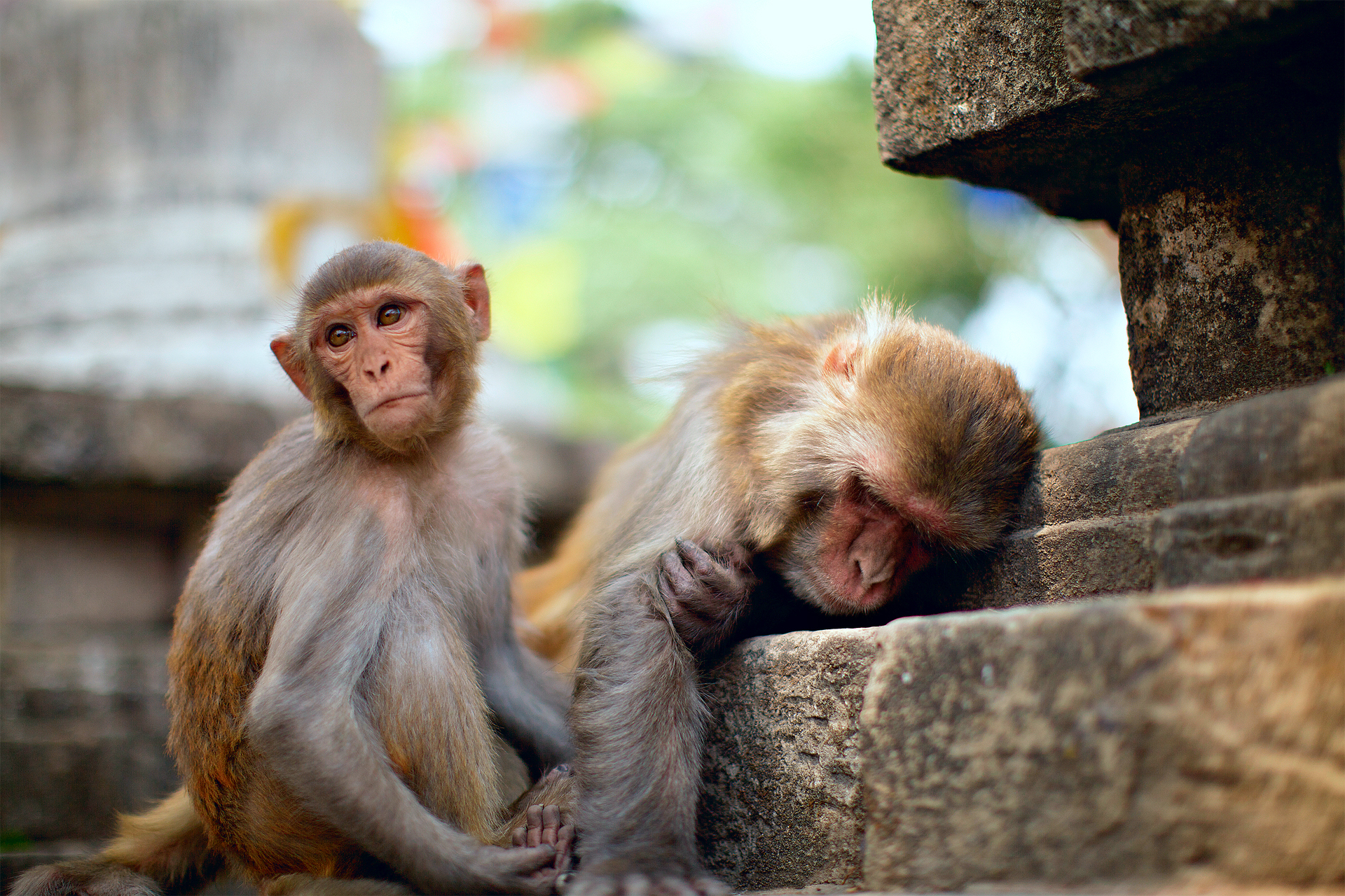 animal, macaque, monkey, rhesus macaque 5K